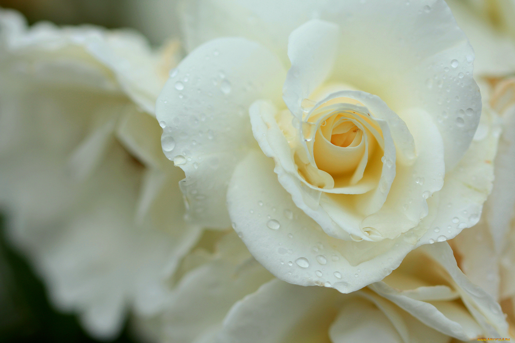 Белый тет. Белые цветы. Белые розы. Красивые белые розы. Нежные розы.