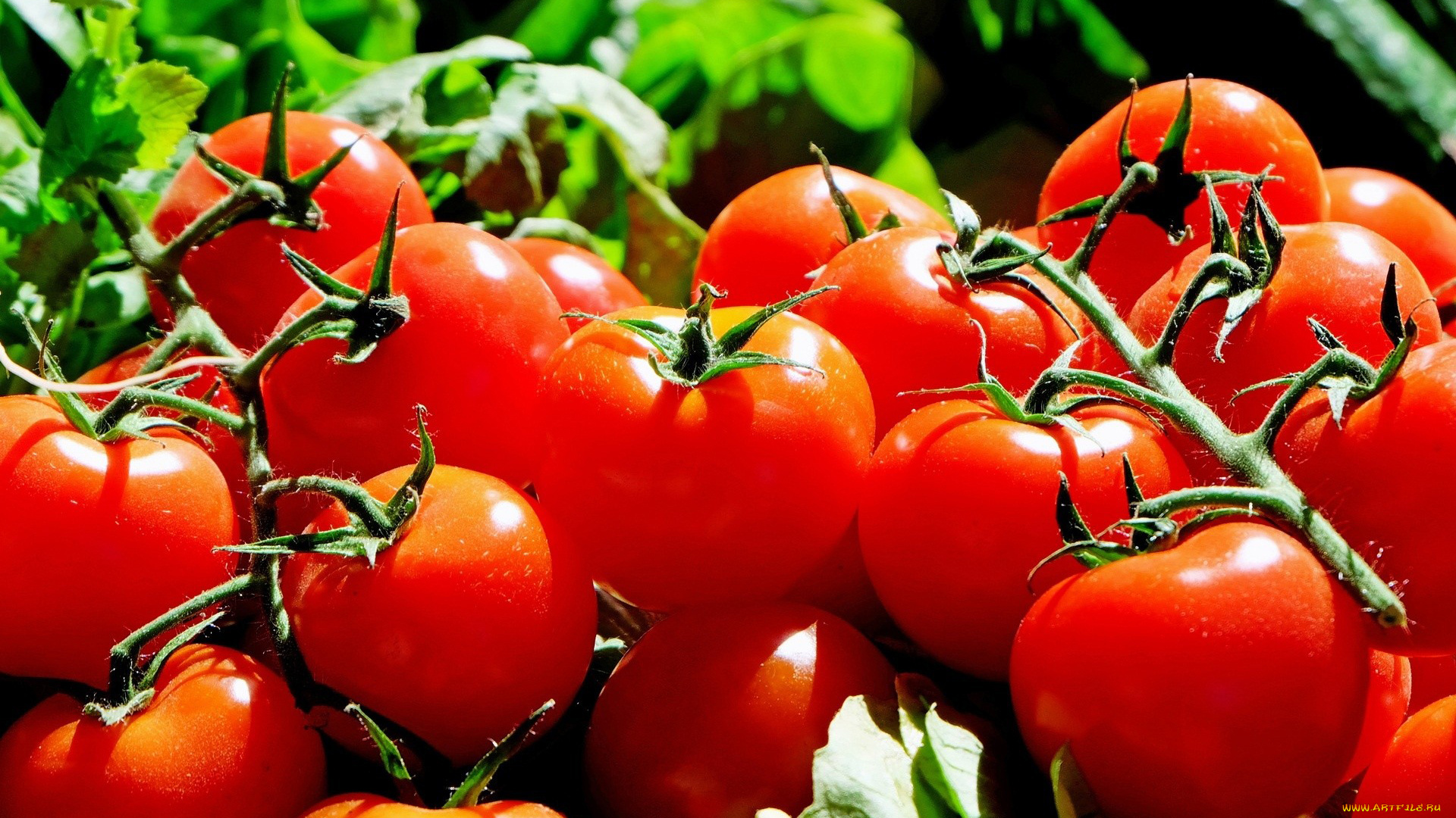 еда, помидоры, томаты, много, урожай