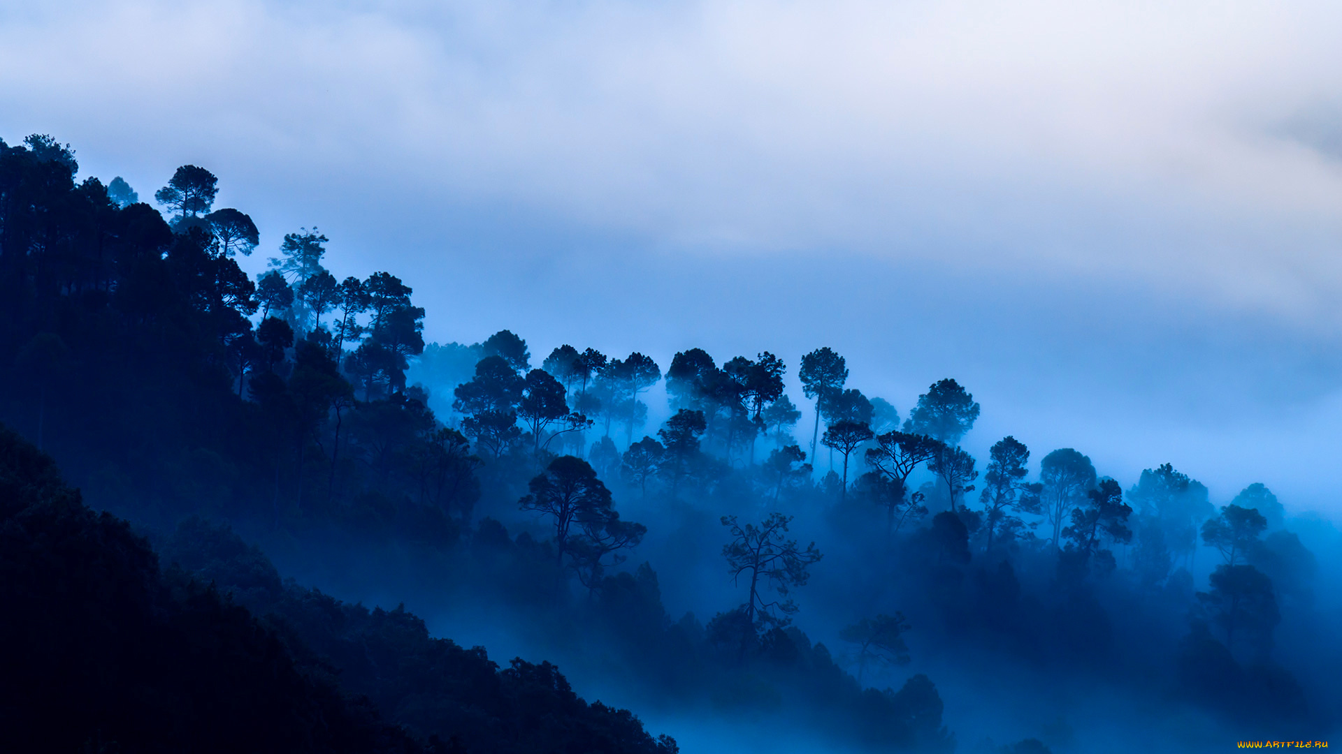 природа, лес, облака, туман, деревья, горы, индия, уттаракханд, каусани