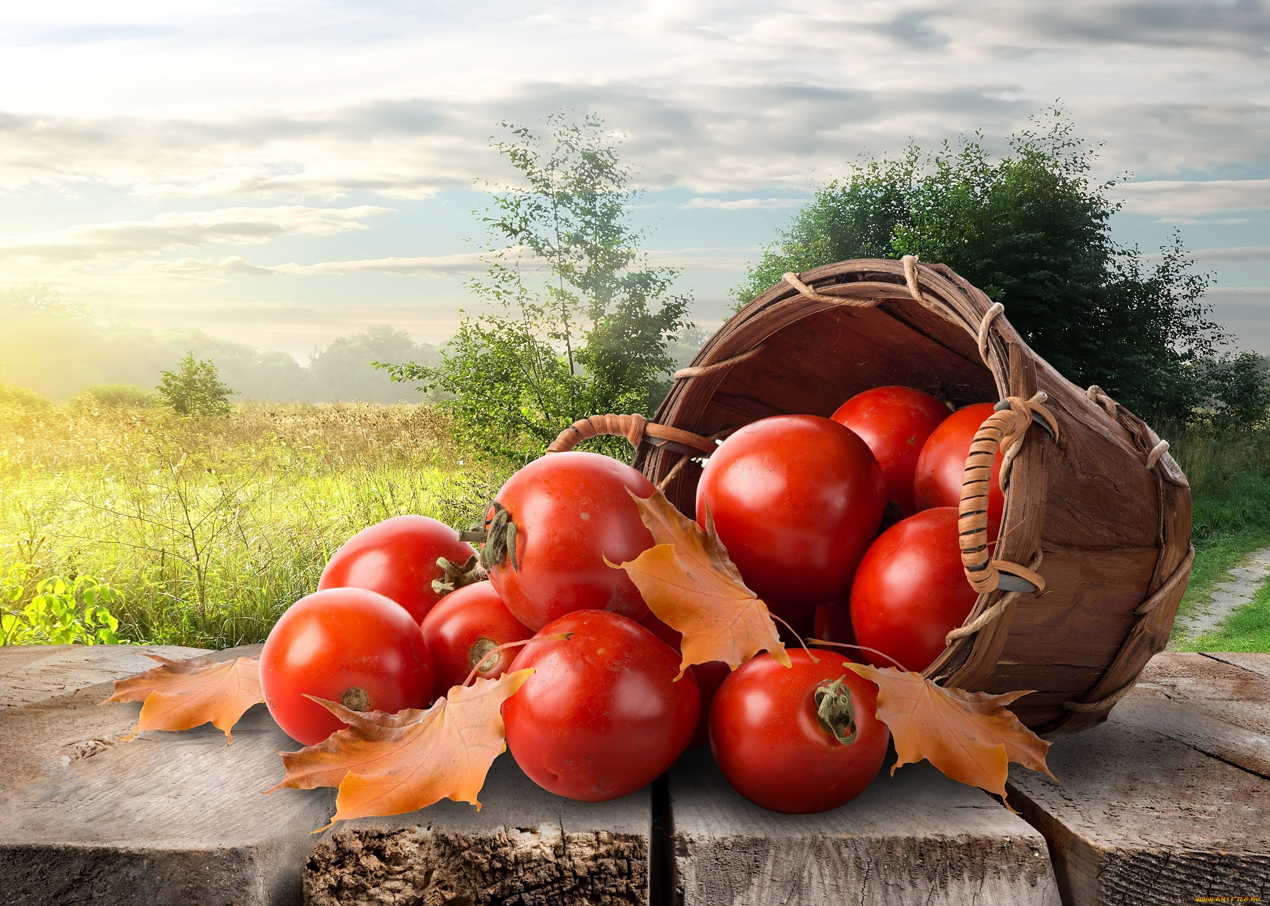 еда, помидоры, ведро, листья, осень, томаты