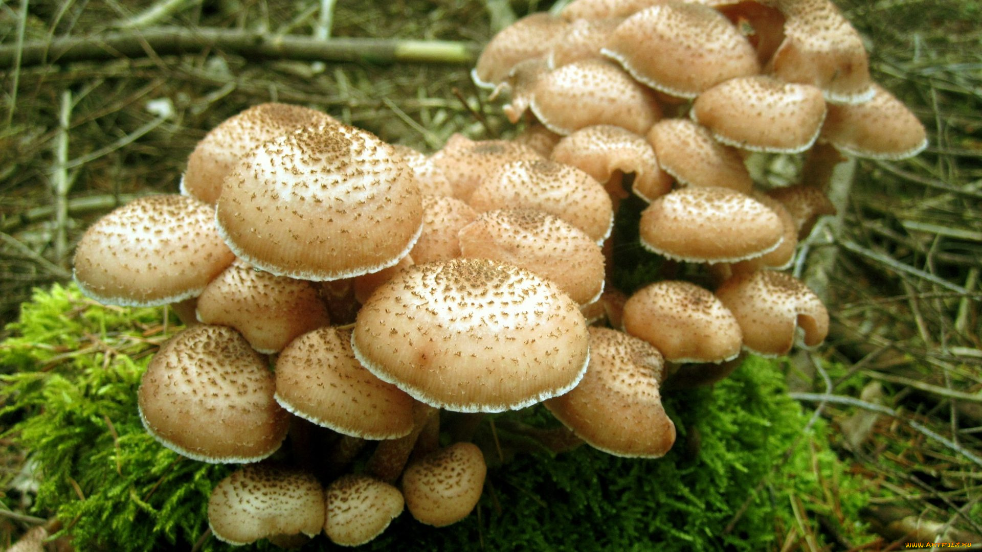 Опята грибы скачать