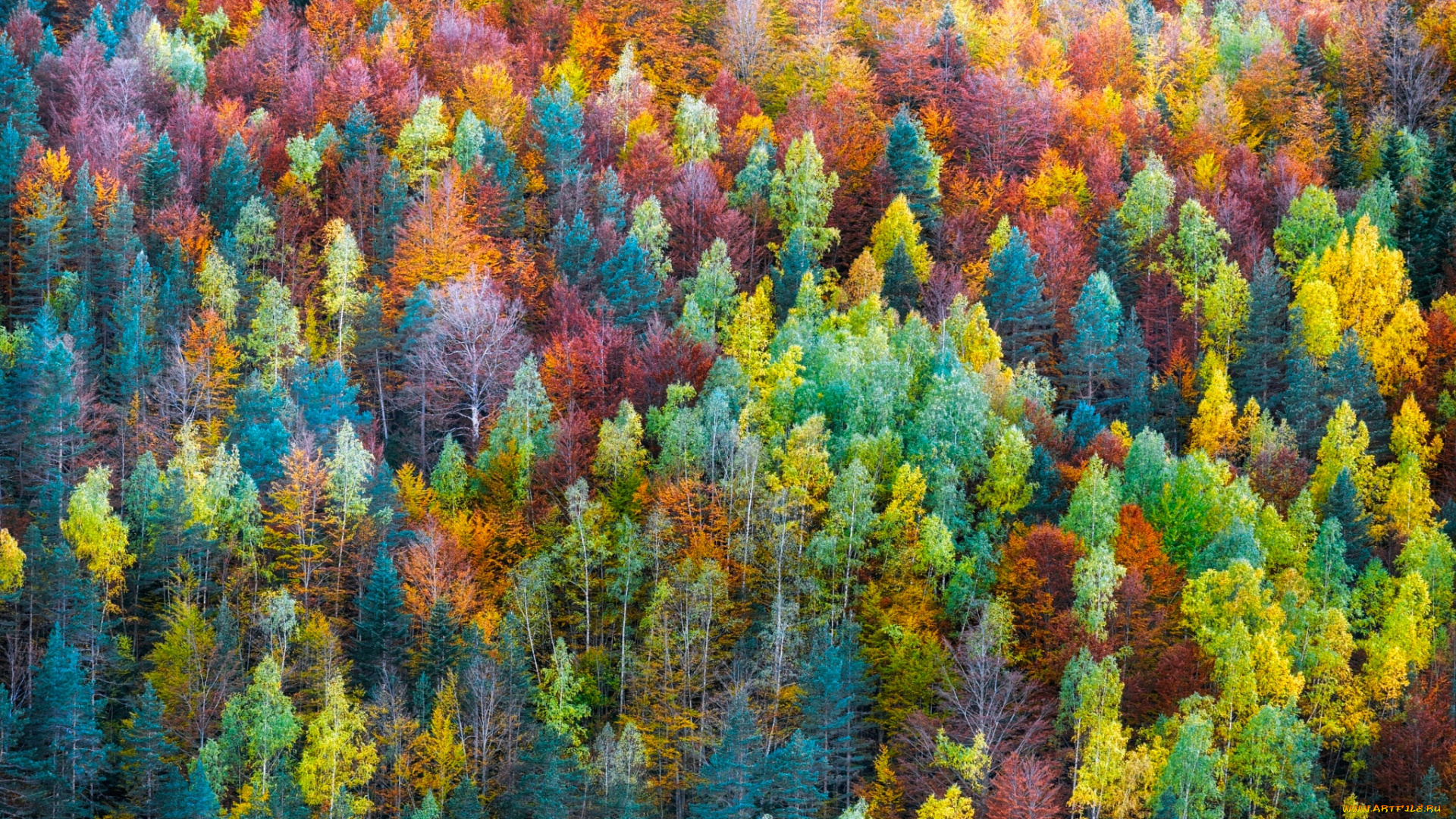 природа, лес, деревья, осень, краски