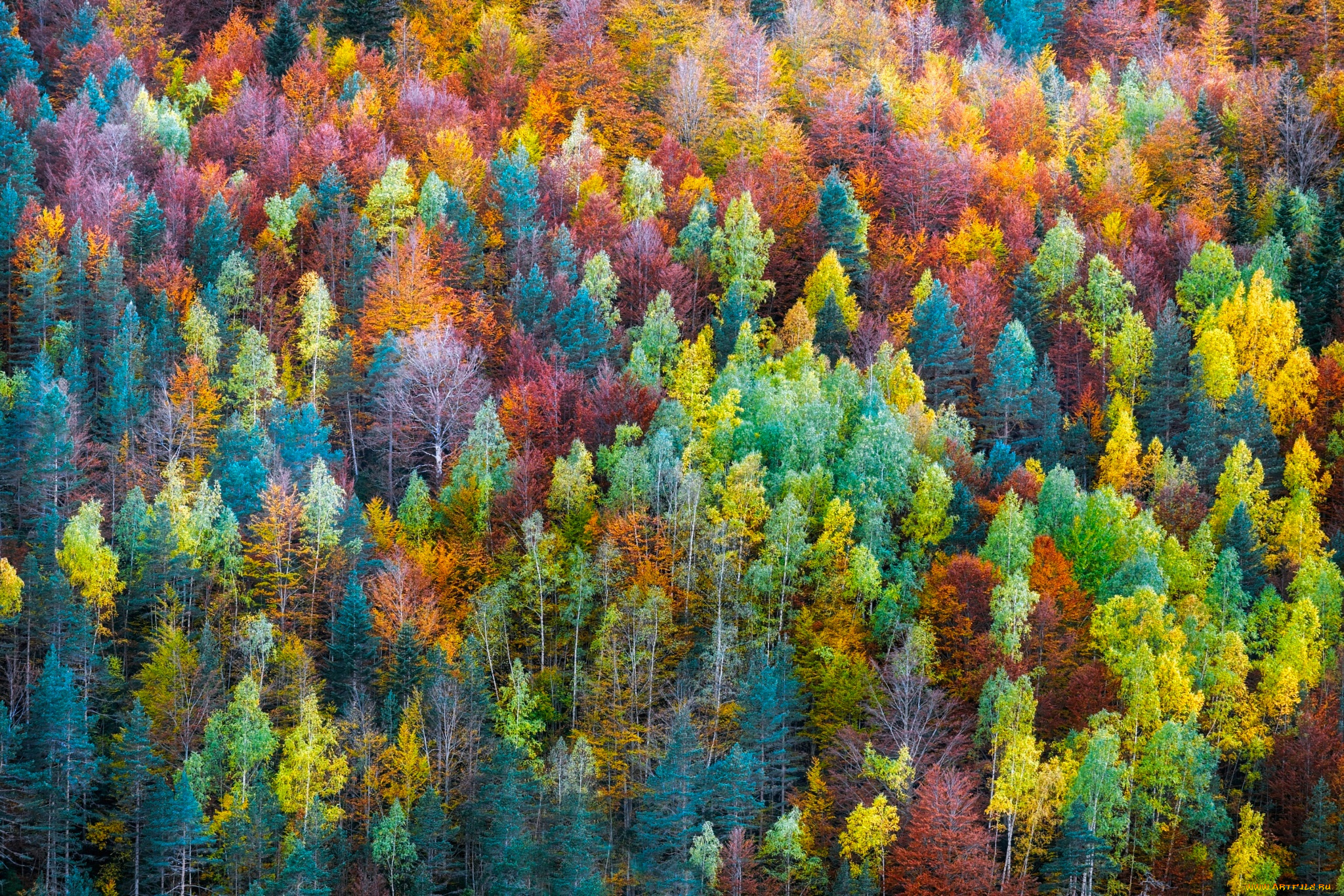природа, лес, деревья, осень, краски