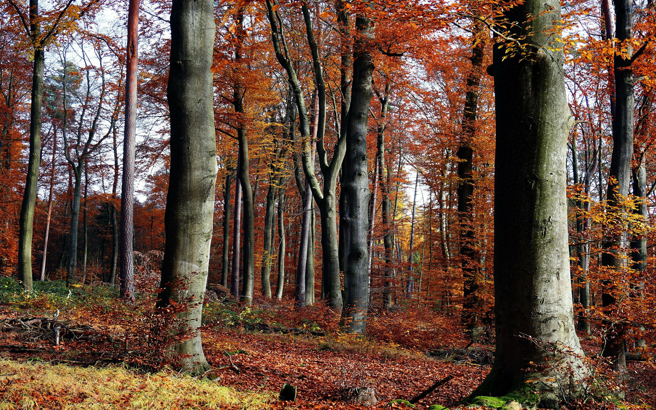 природа, лес, осень, деревья, листья, листопад