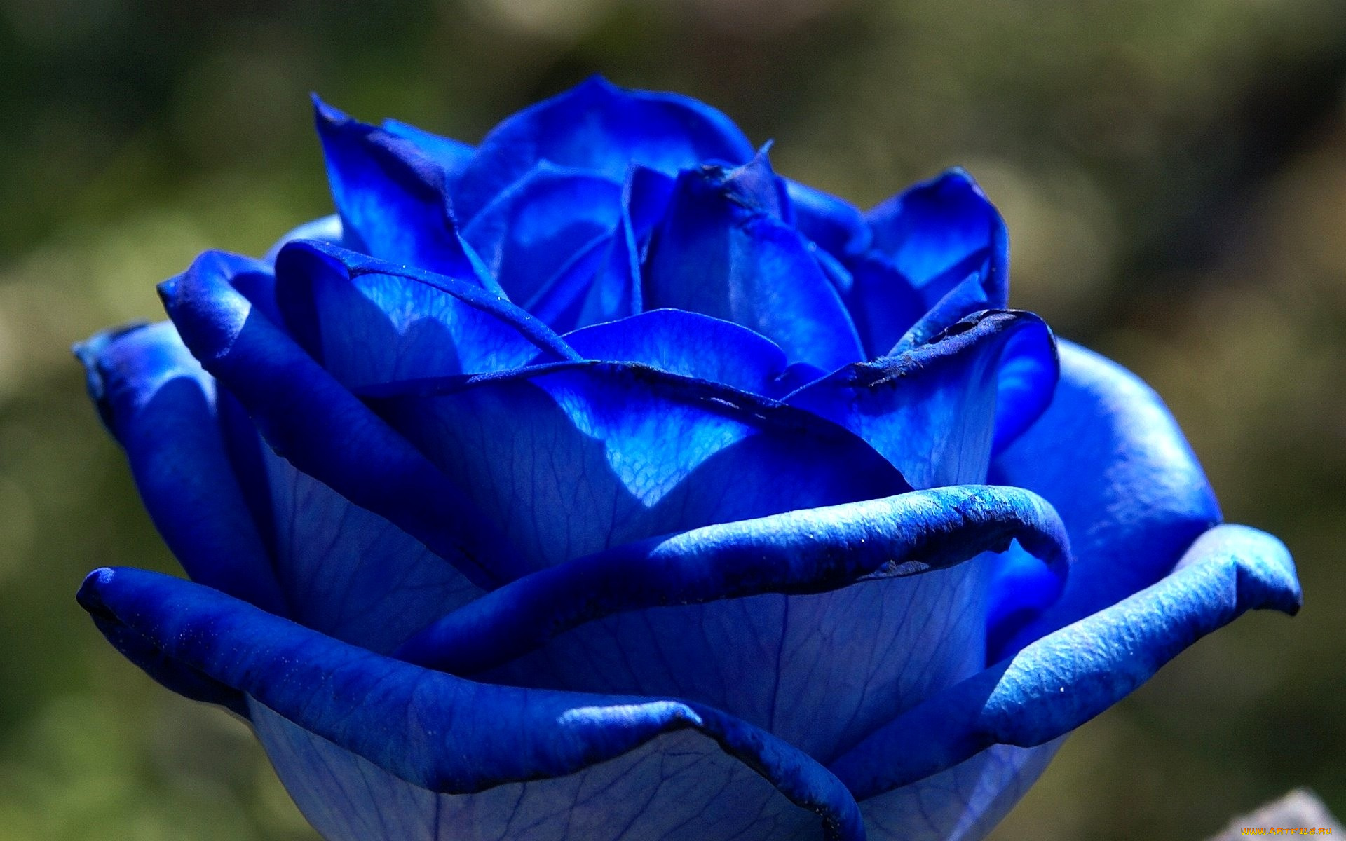 Самое голубое. Голубые розы Сантори. Голубая роза Сантори аплоз. Роза Блю сапфир. Applause роза.