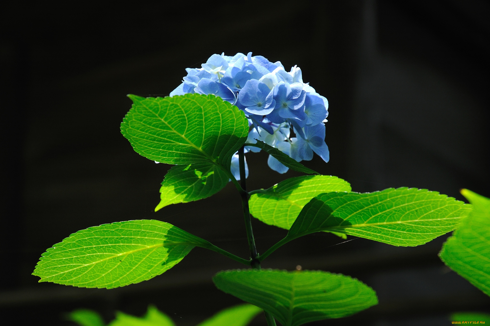 цветы, гортензия, зеленый, синий