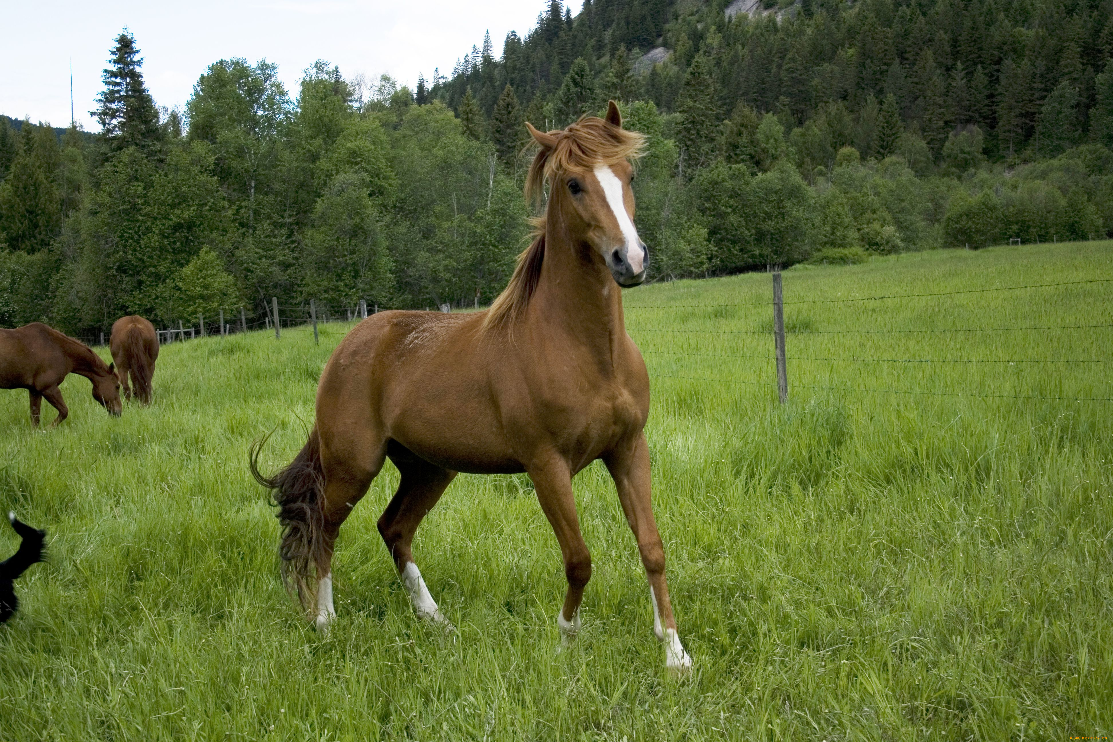 Бесплатны картинки лошади. Лошади. Животные лошади. Лошадь фото. Картинки лошадей.