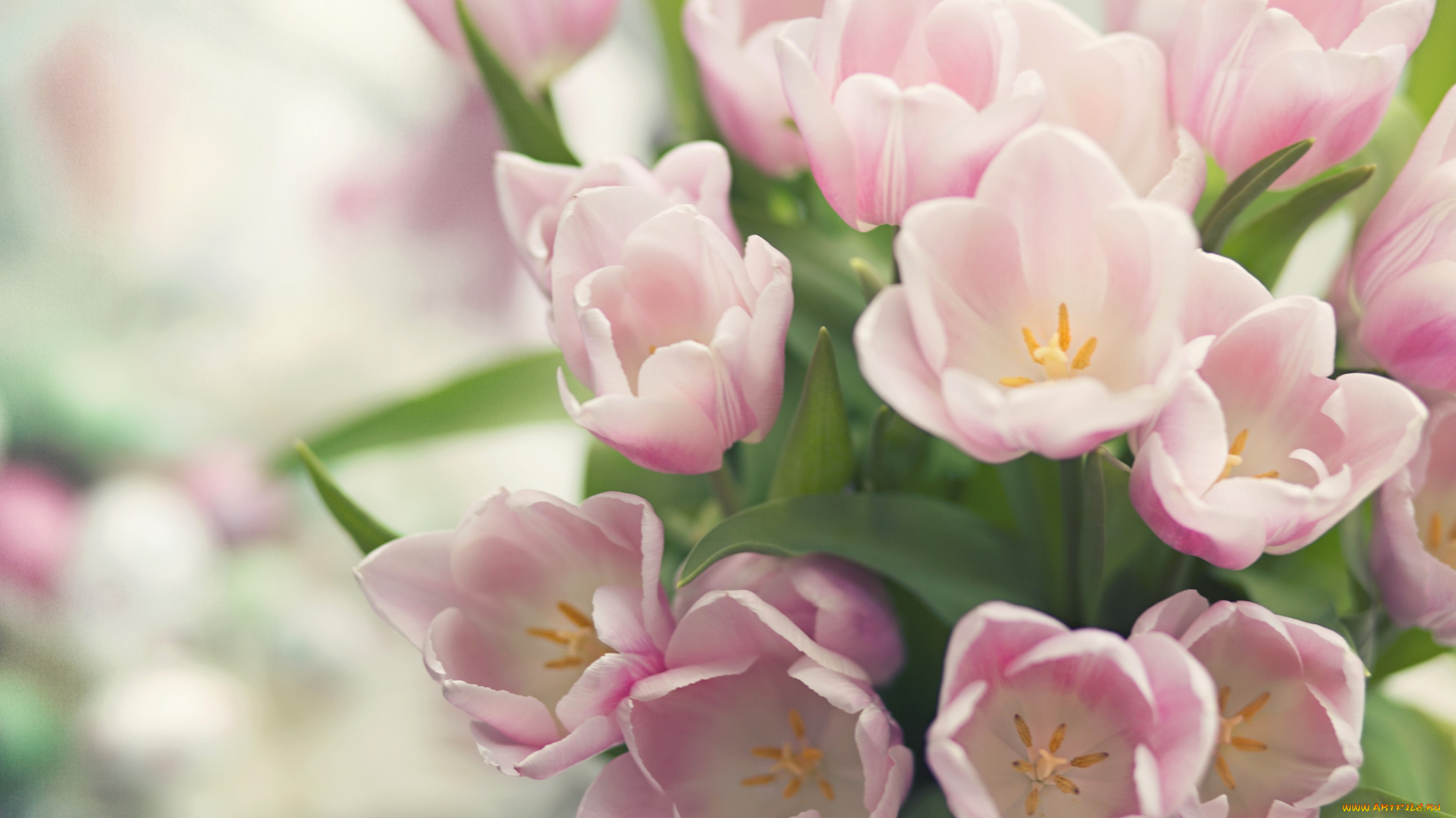 цветы, тюльпаны, нежность, розовый