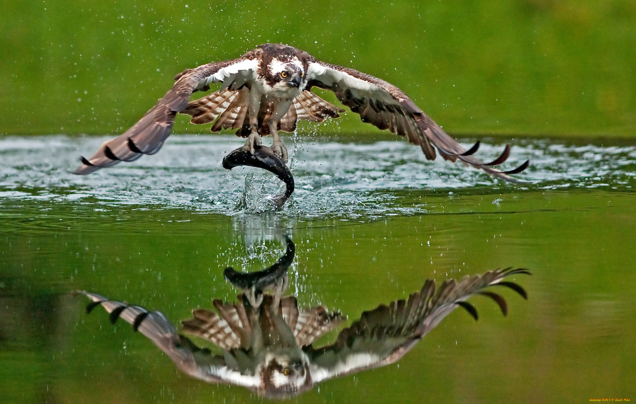 Орел у воды загрузить