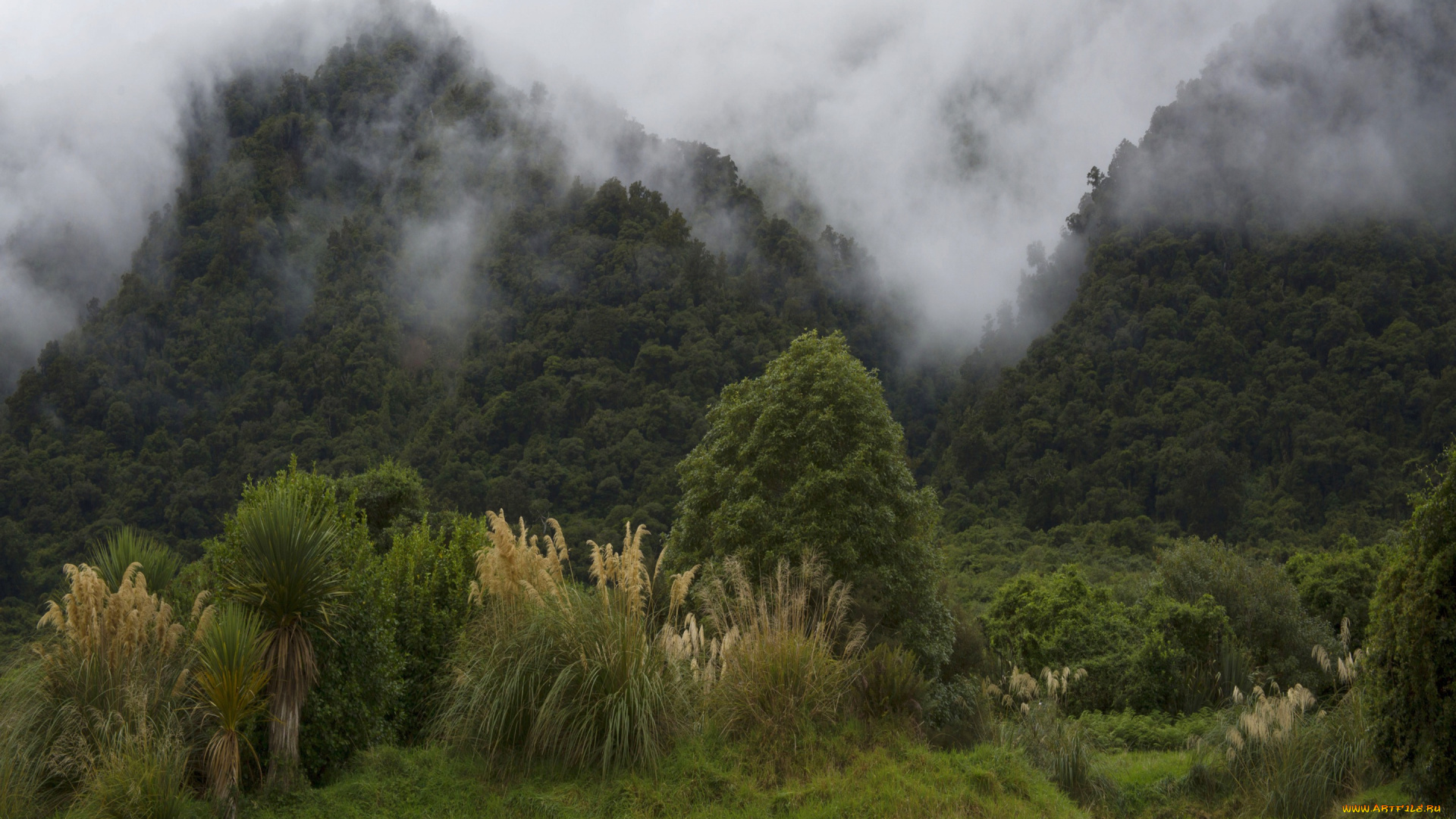природа, горы, лес, кусты, деревья, туман, новая, зеландия