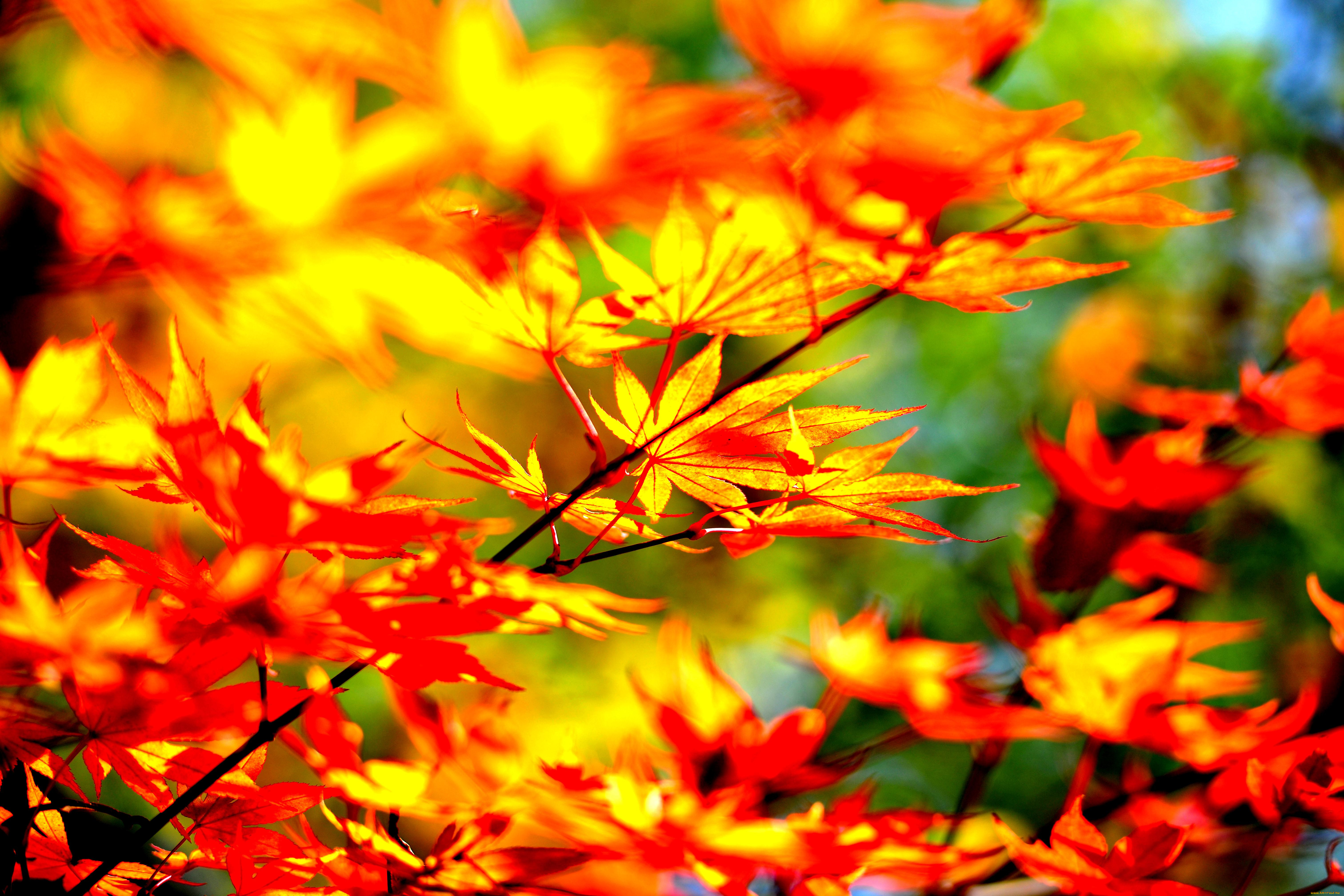 природа, листья, осень, ветки, дерево, клен