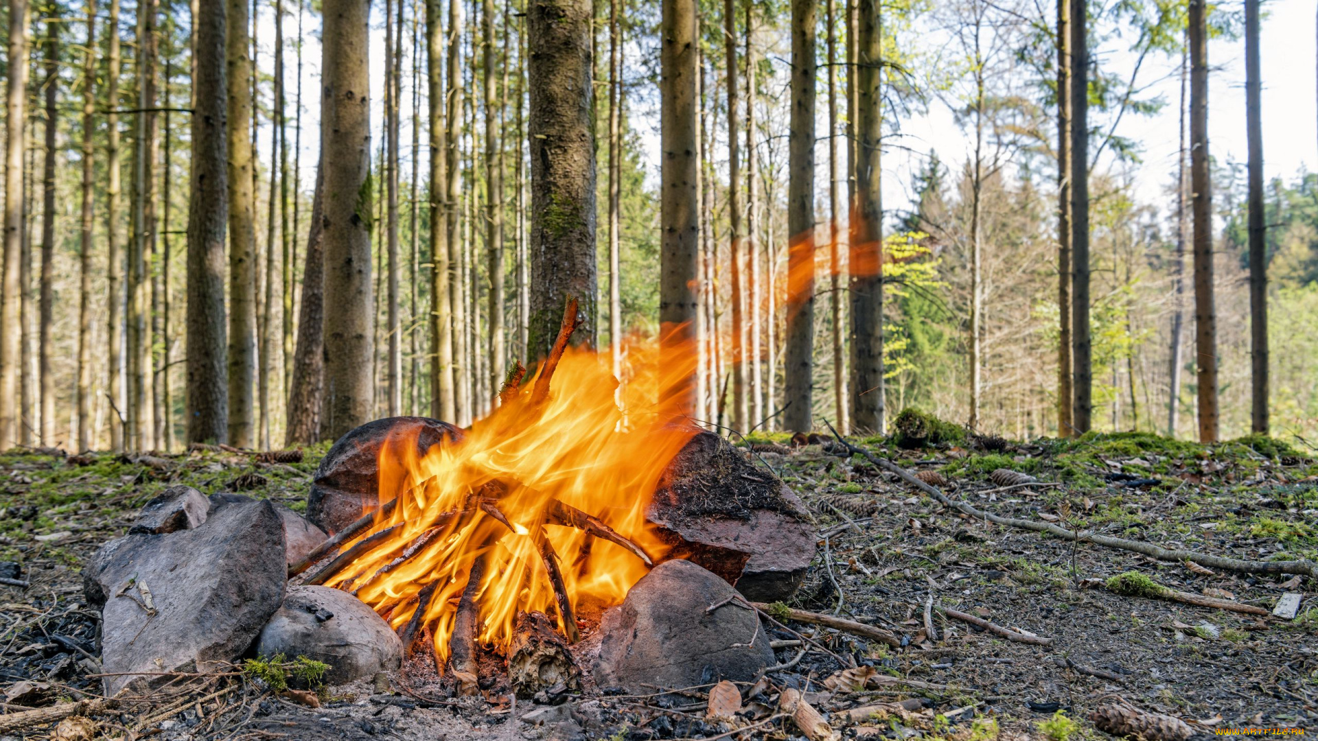 природа, огонь, костер