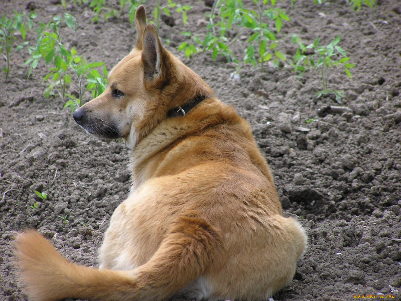 животные, собаки