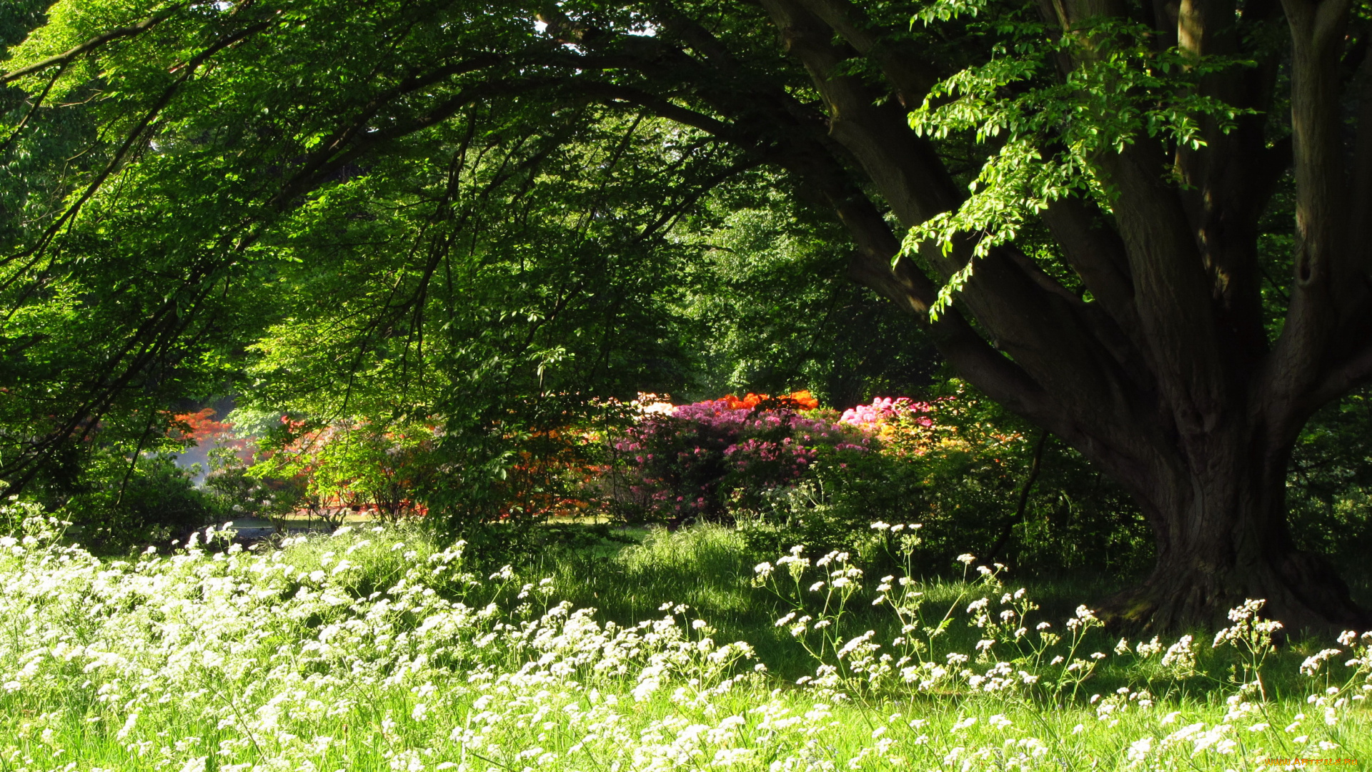 azalea, garden, richmond, england, природа, парк, кусты, лето