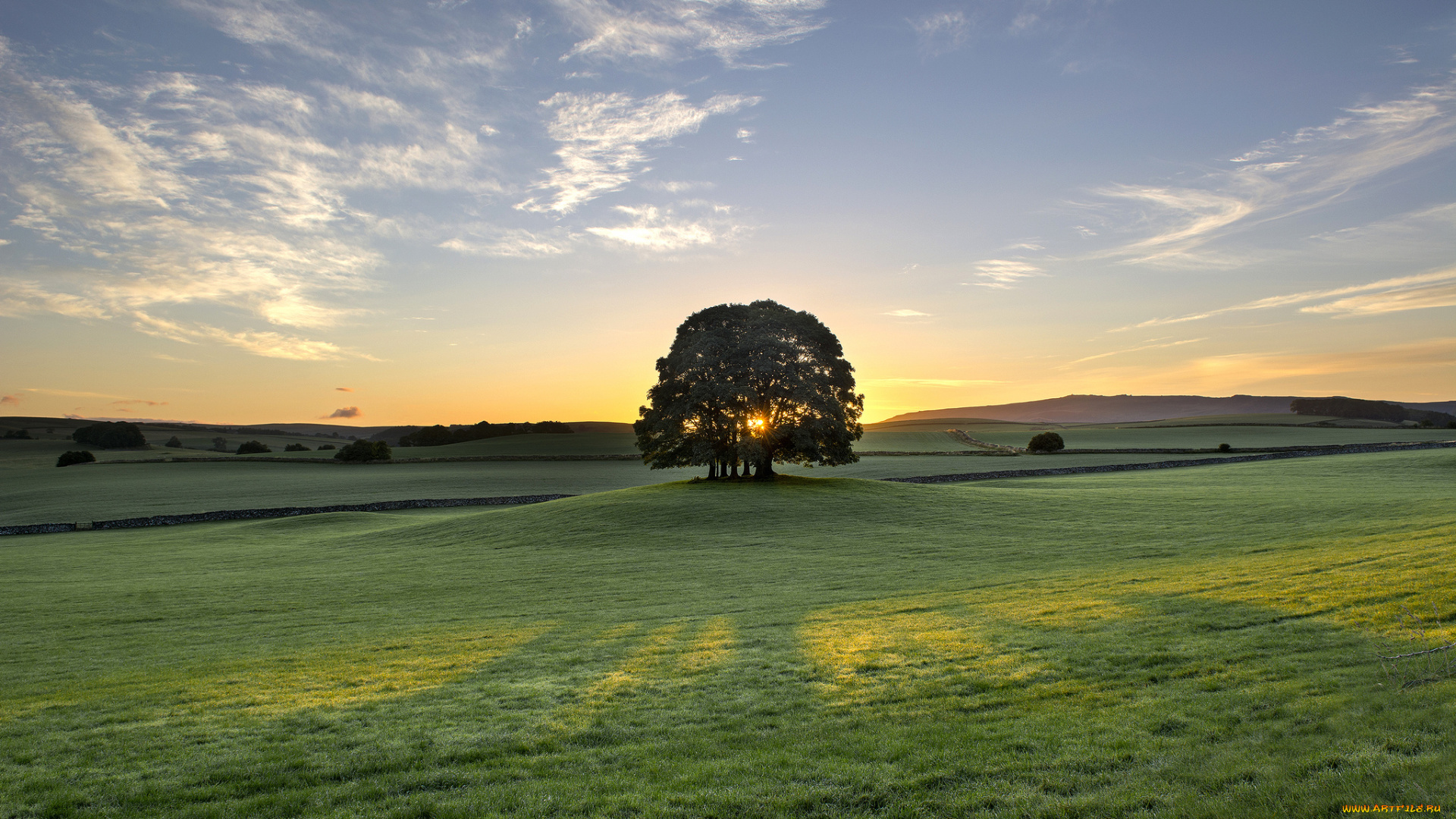 bell, busk, england, природа, луга, утро, восход, рассвет, дерево, англия