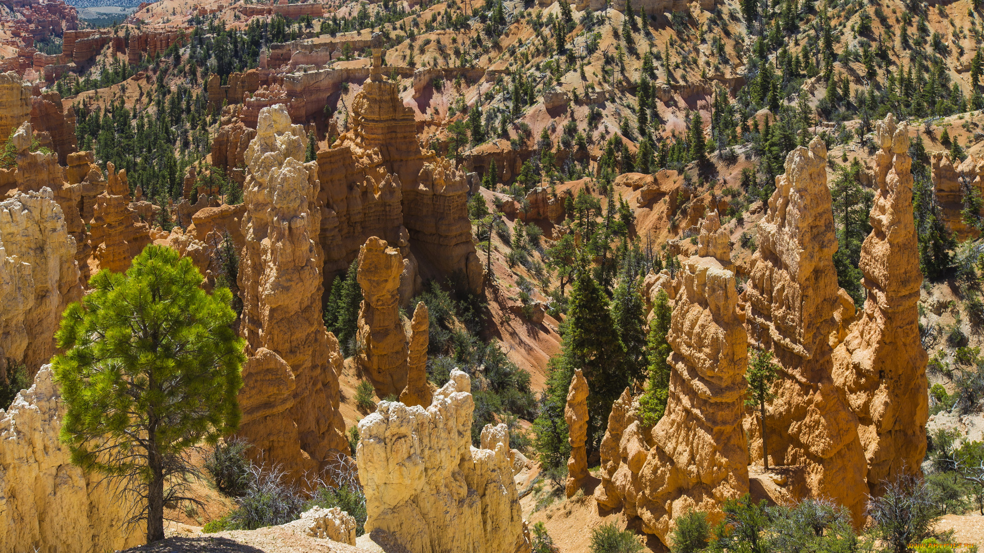 bryce, canyon, national, park, utah, природа, горы, деревья