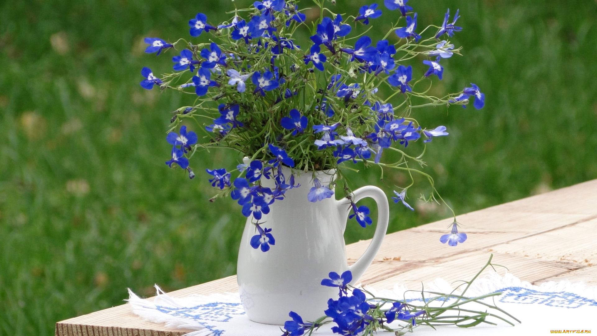 цветы, лобелии, синий, букетик