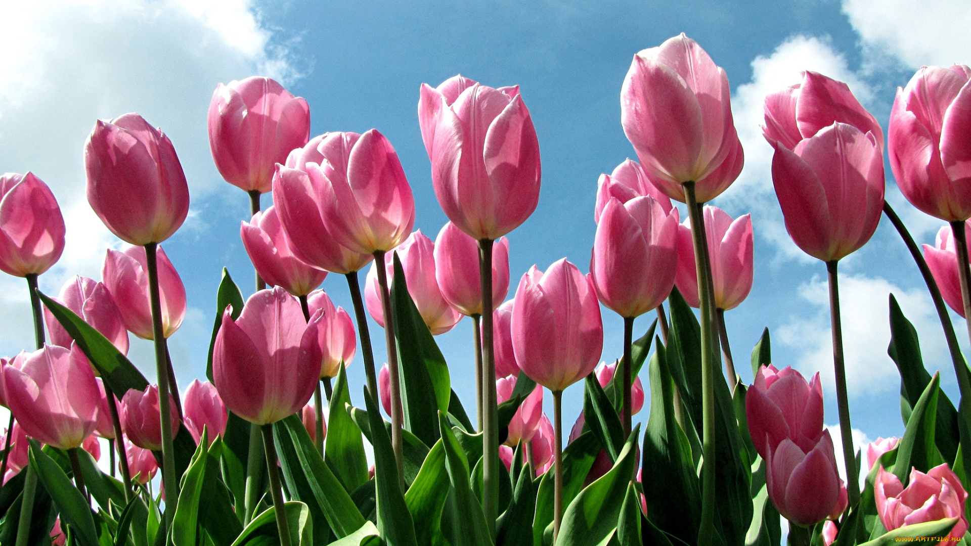 цветы, тюльпаны, бутоны, розовый, небо