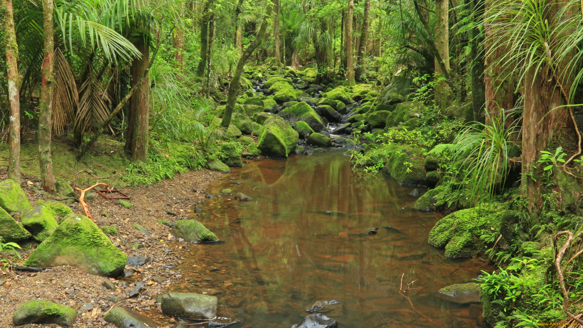 new, zealand, memorial, kauri, forest, природа, реки, озера, лес, ручей