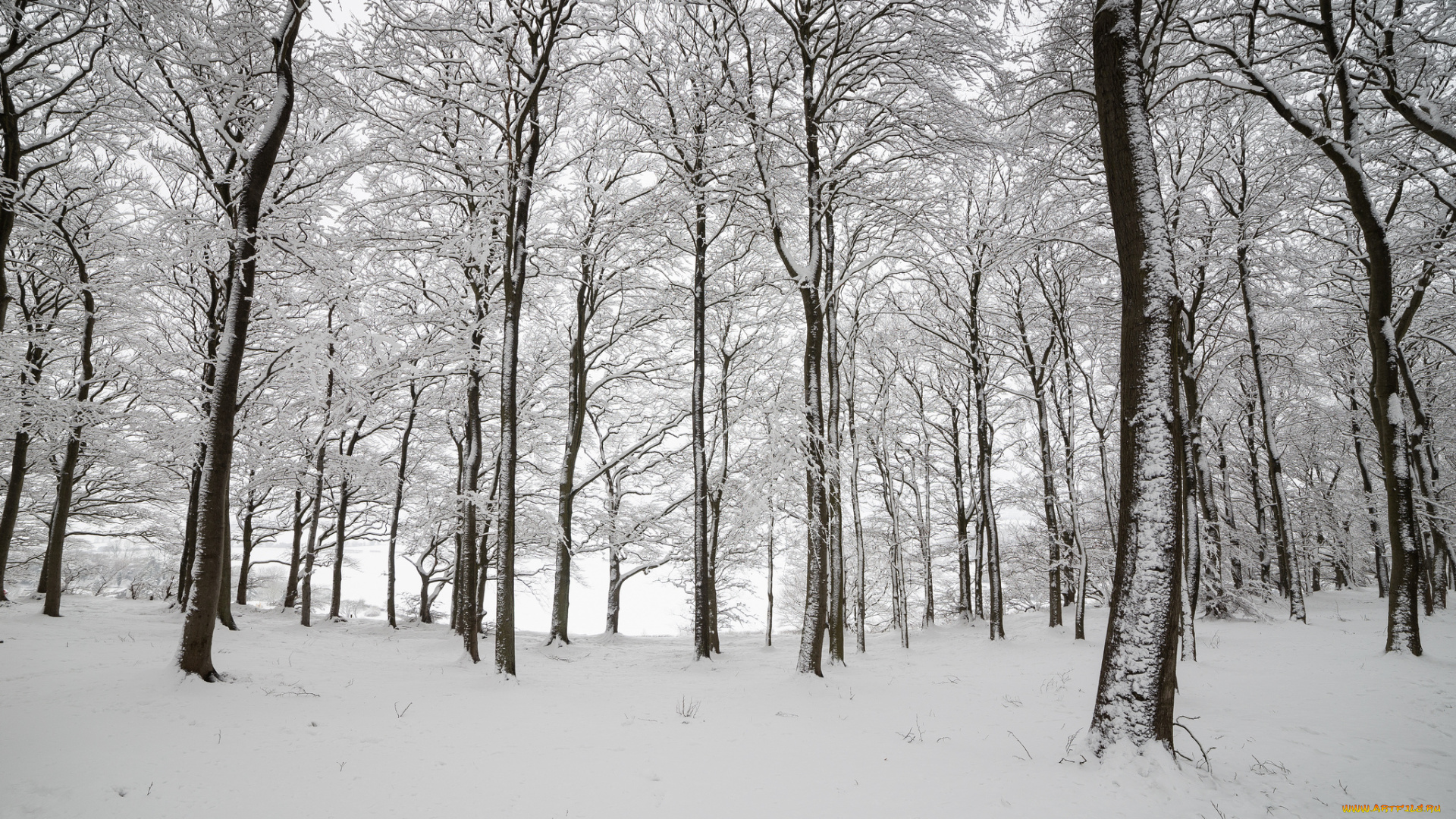 природа, зима, англия, лес, деревья, снег