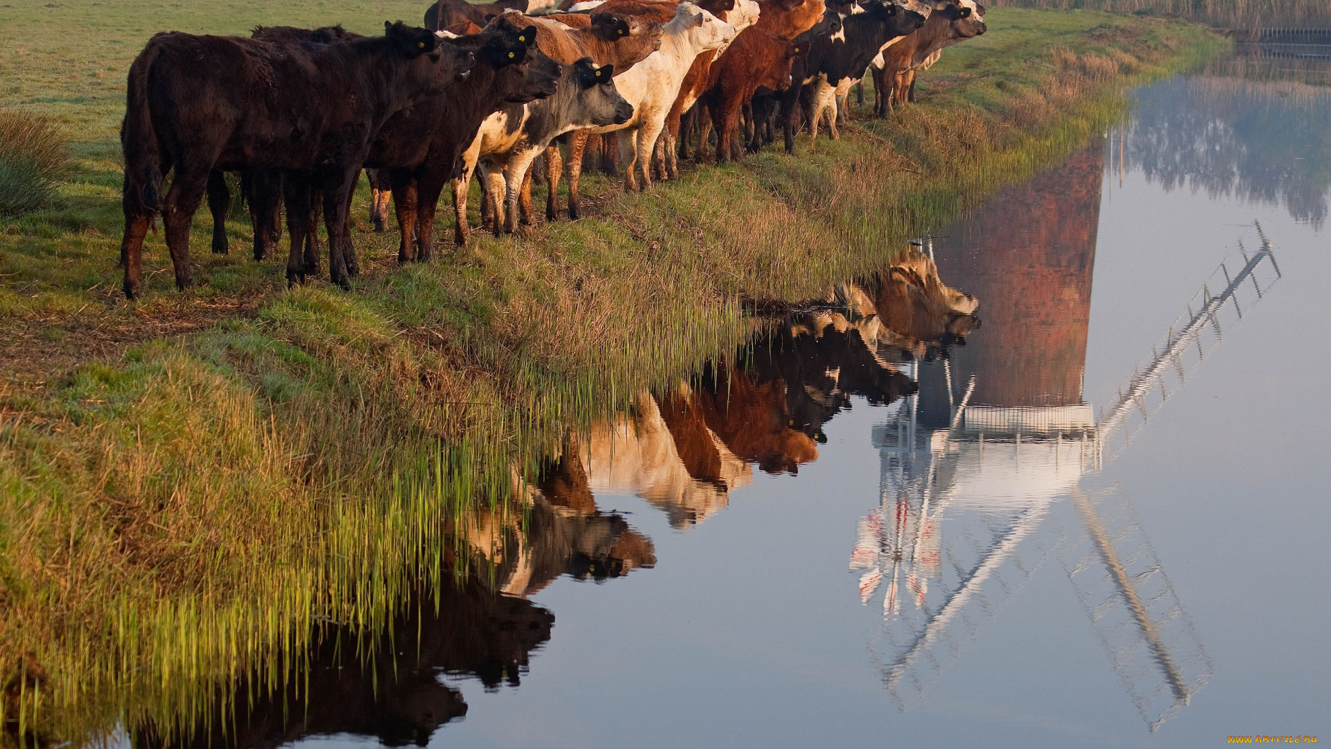 животные, коровы, буйволы, мельница, река, отражение, шеренга, стадо