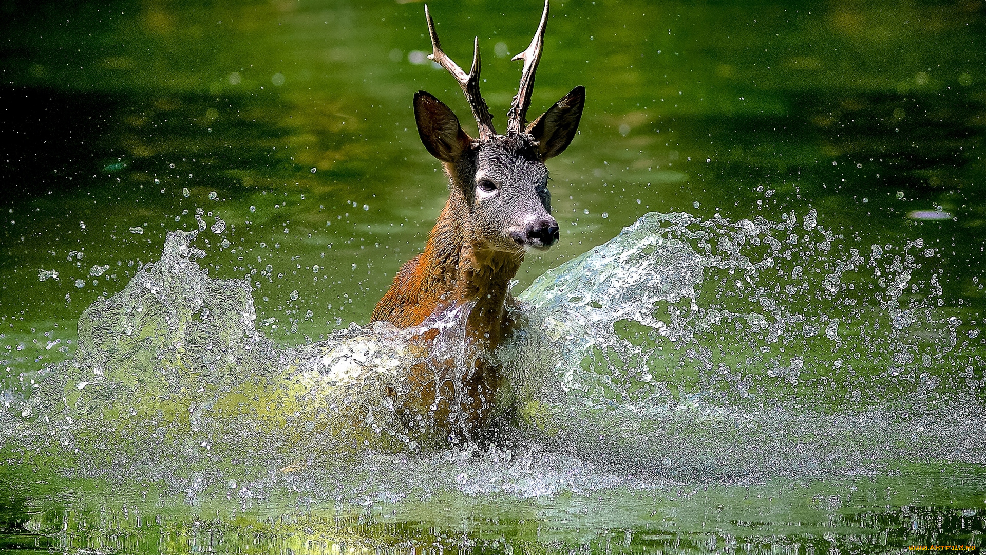 животные, олени, брызги, вода