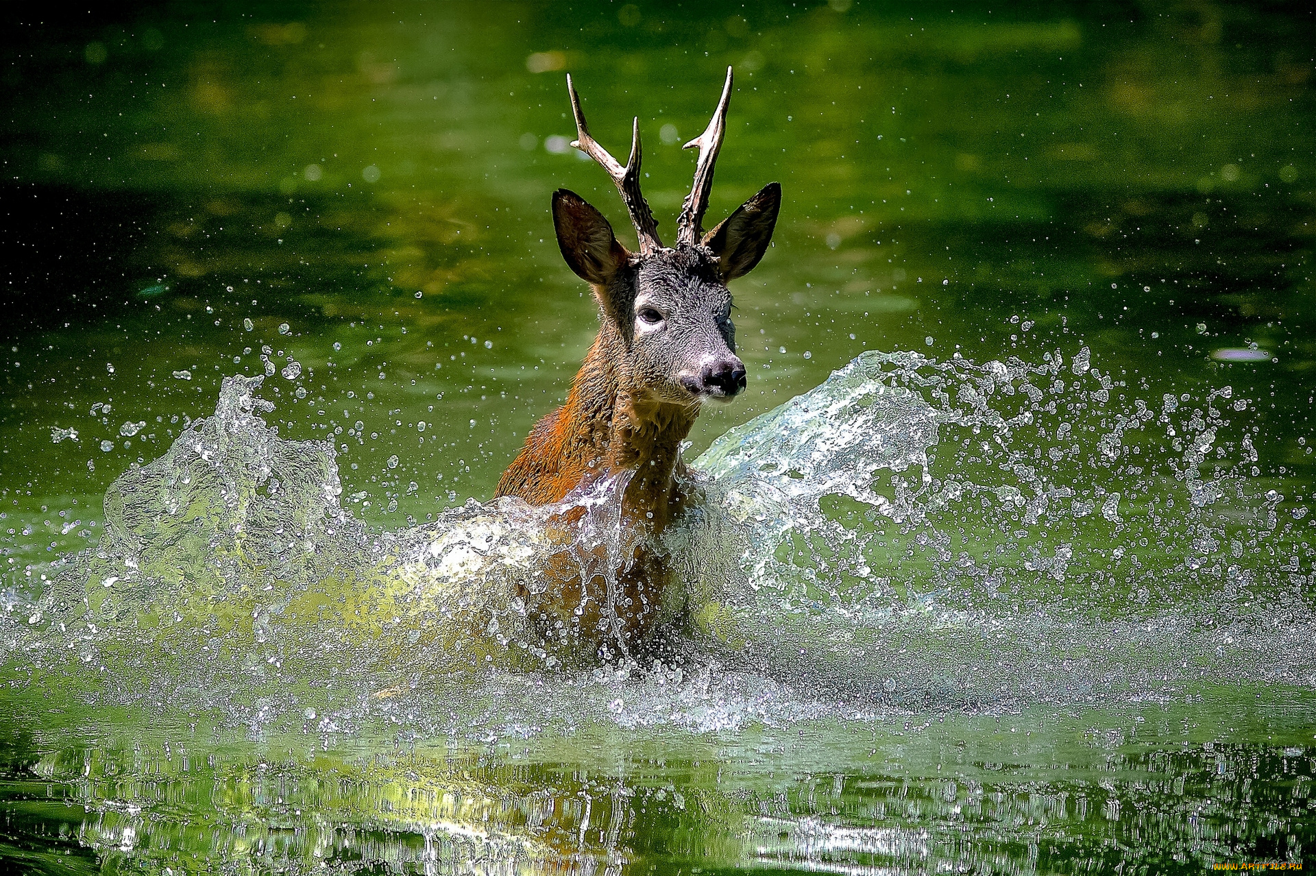 животные, олени, брызги, вода