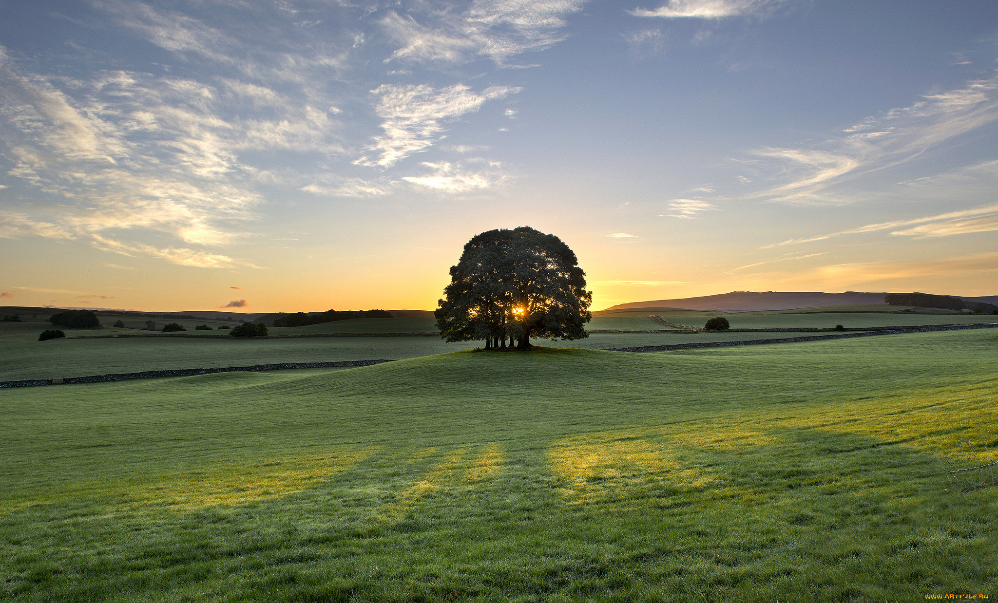 bell, busk, england, природа, луга, утро, восход, рассвет, дерево, англия