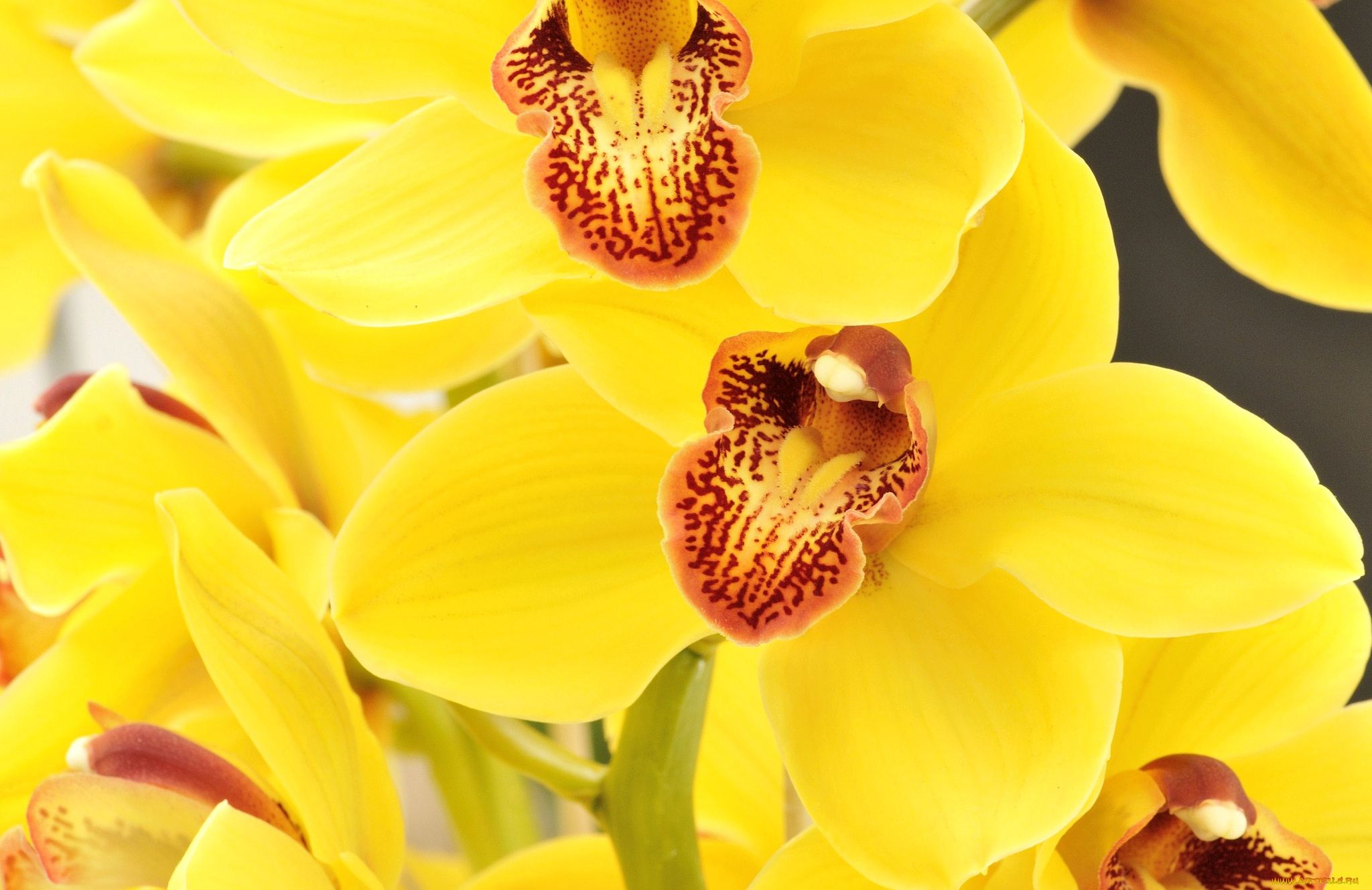 цветы, орхидеи, желтый