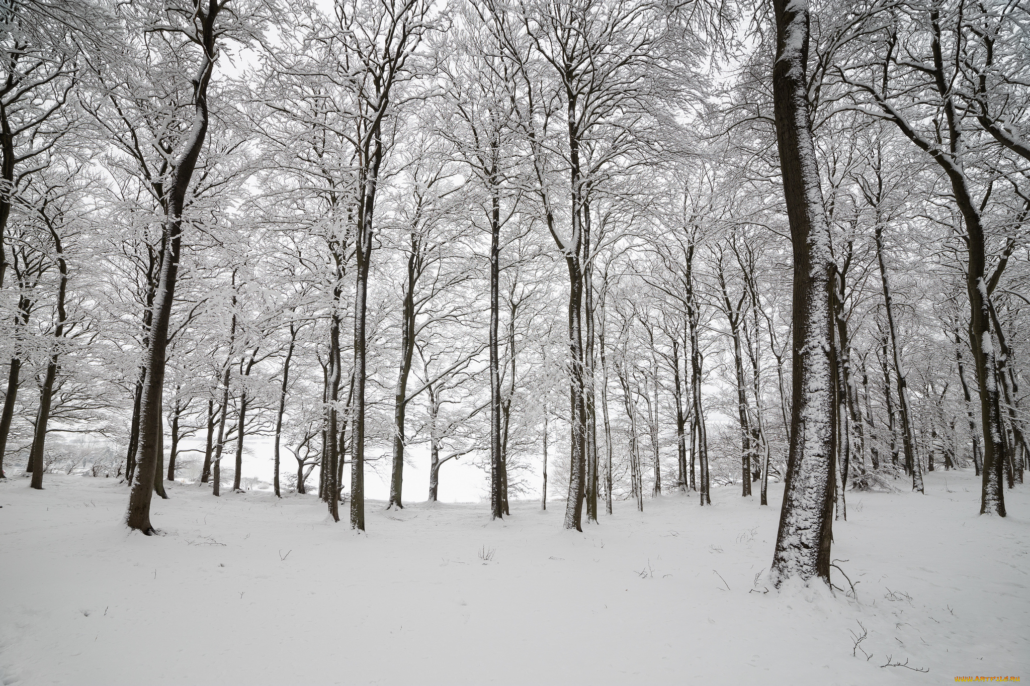 природа, зима, англия, лес, деревья, снег