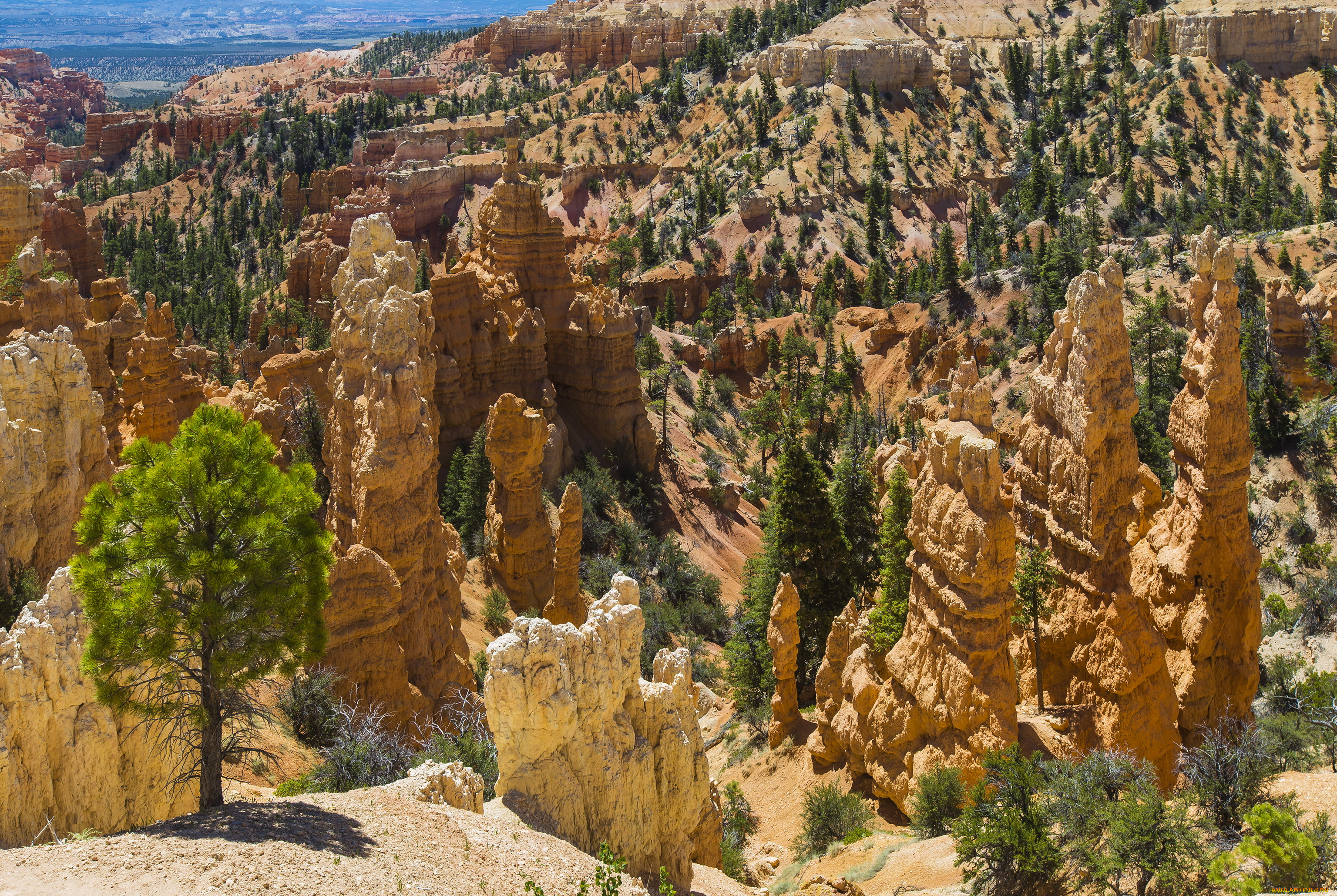 bryce, canyon, national, park, utah, природа, горы, деревья