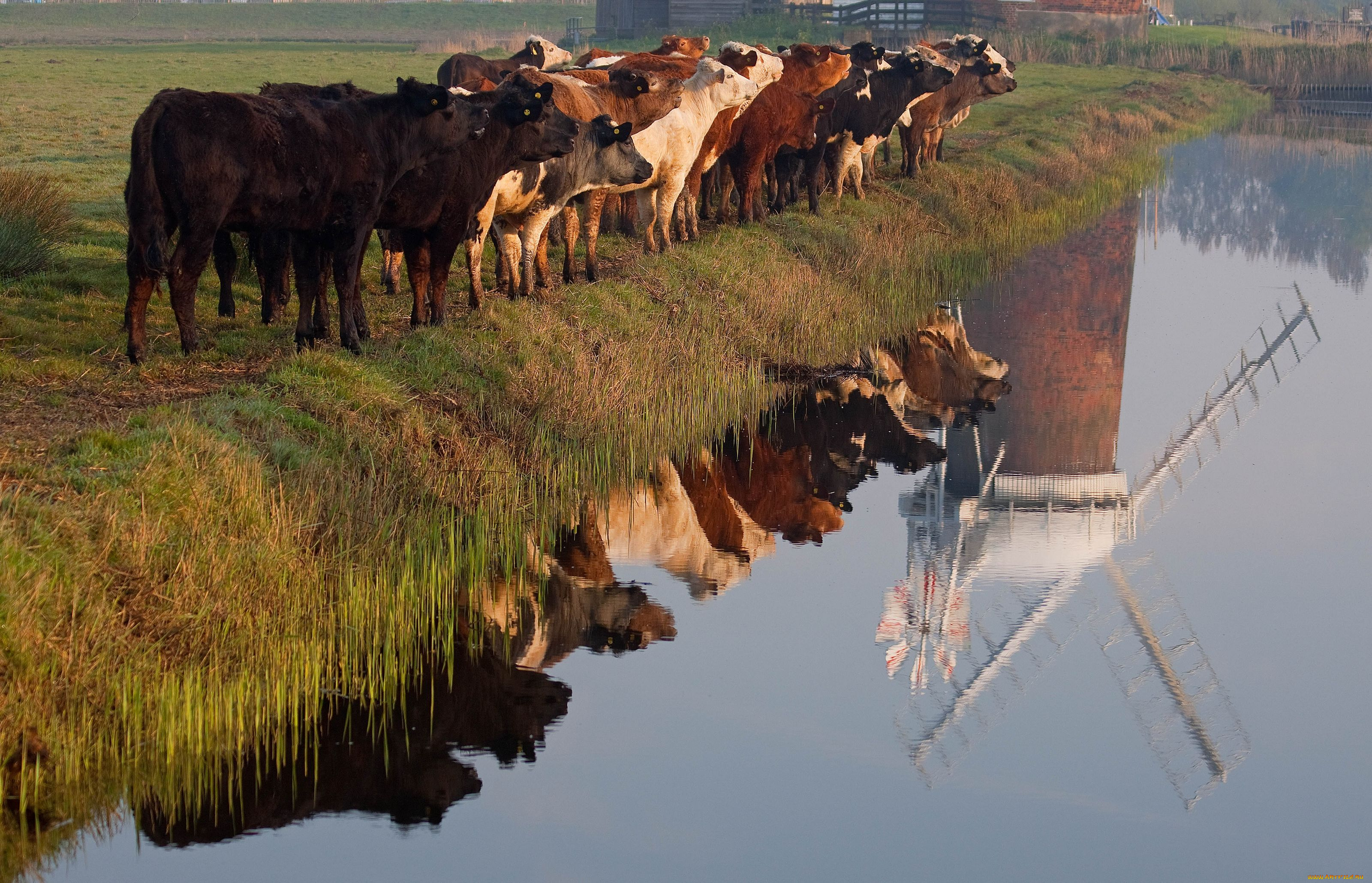 животные, коровы, буйволы, мельница, река, отражение, шеренга, стадо