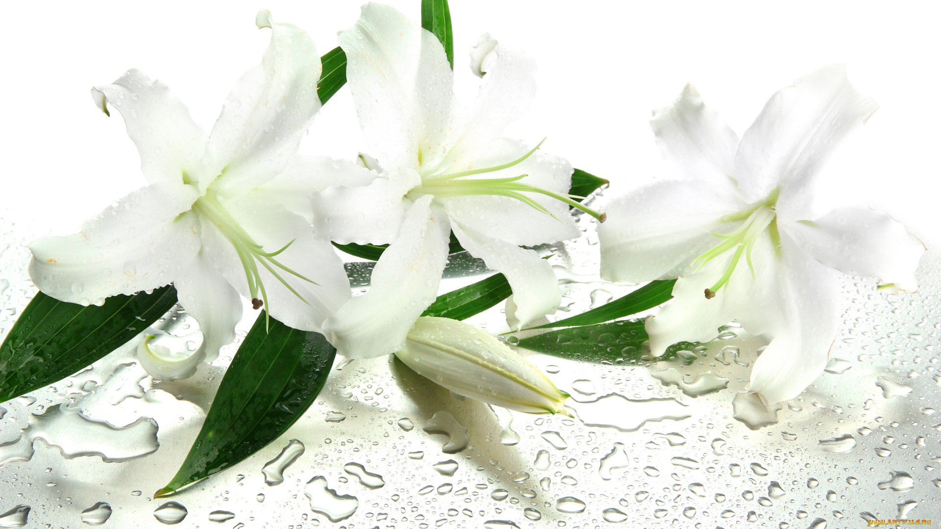 цветы, лилии, , лилейники, water, drops, leaves, flowers, вода, капельки, листики, белые, lilies