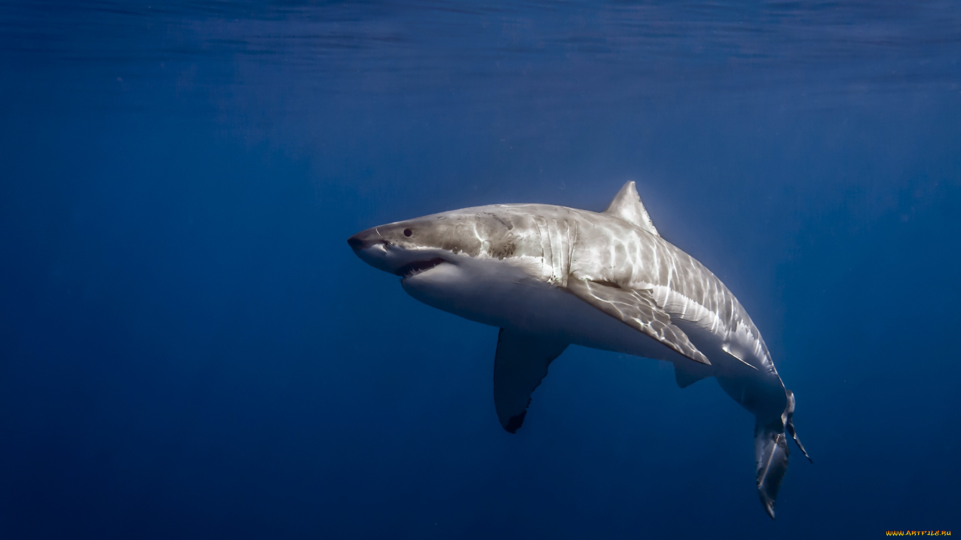 животные, акулы, mexico, isla, de, guadalupe, carcharodon, carcharias, great, white, shark