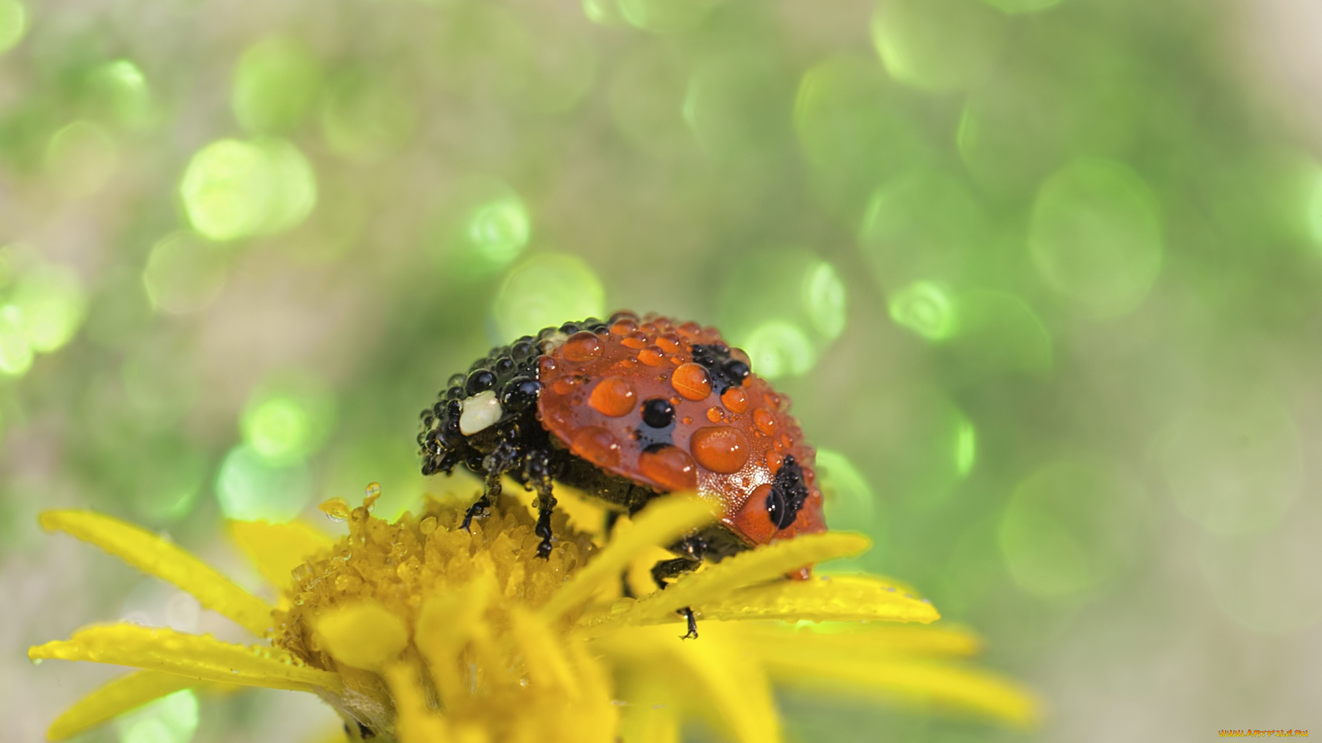 животные, божьи, коровки, цветок, божья, коровка, капельки, flower, ladybug, drops