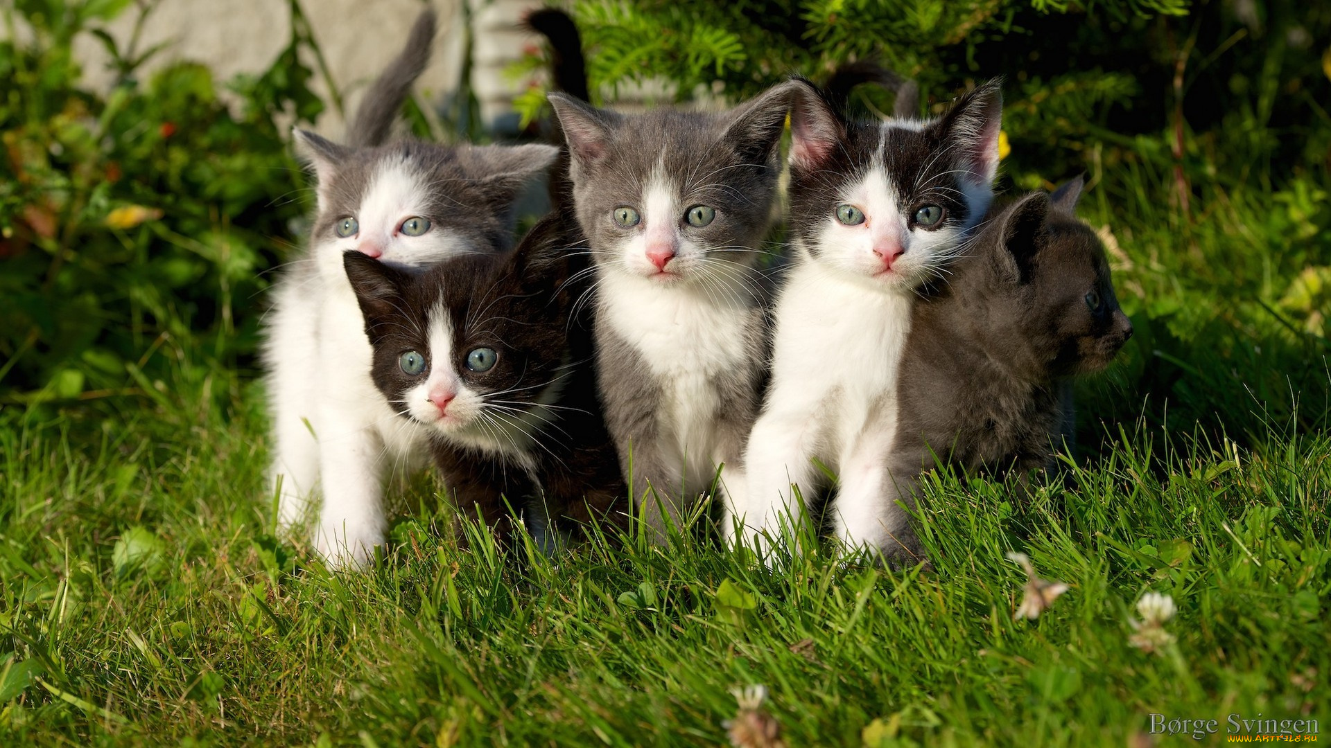 животные, коты, травка, котята, grass, kittens