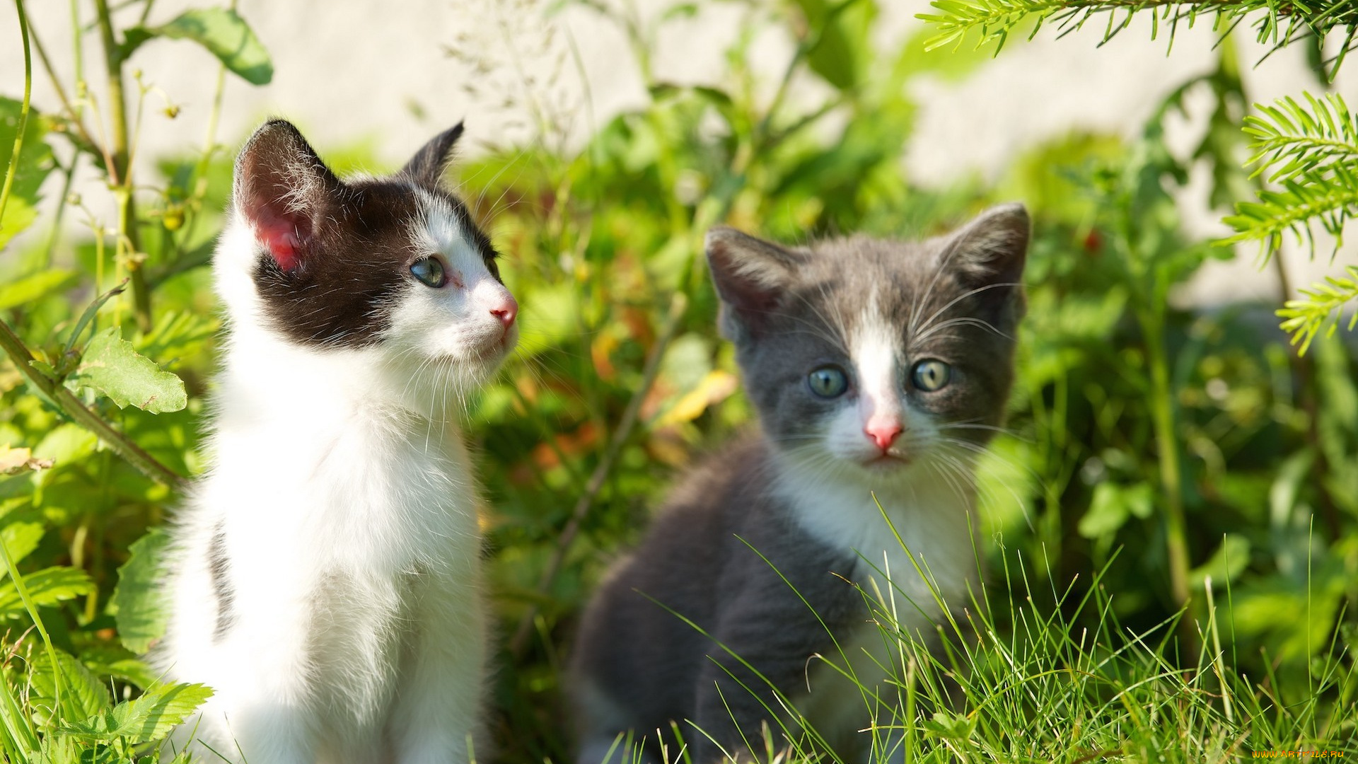 животные, коты, травка, веточки, котята, grass, twigs, kittens