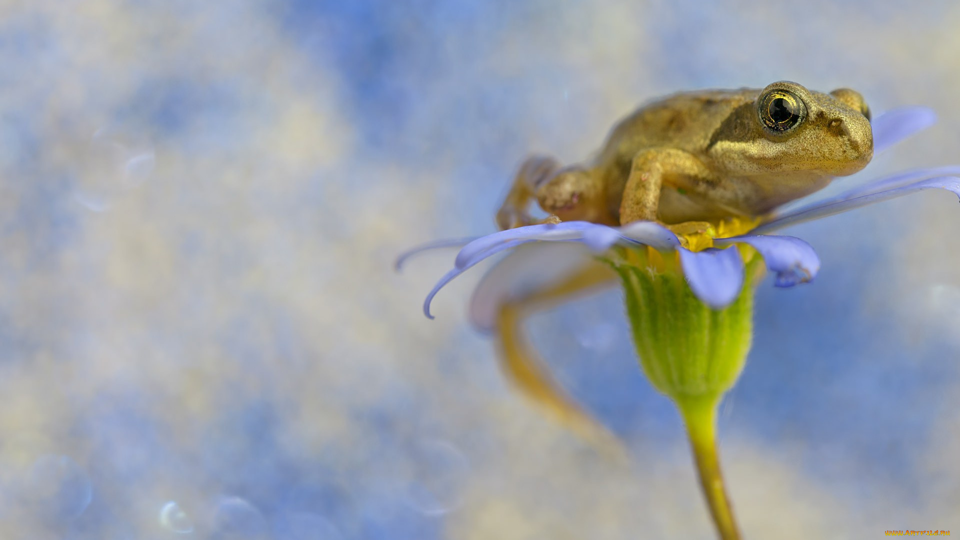 животные, лягушки, цветок, лягушка, фон, flower, frog, background