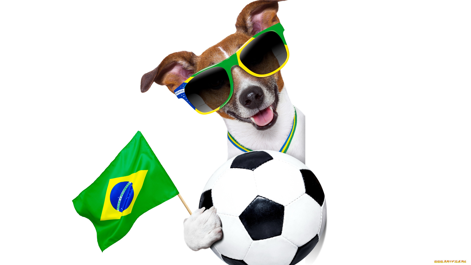животные, собаки, football, 2014, world, cup, fifa, brasil, funny, собака, очки, cool, dog, logo, flag