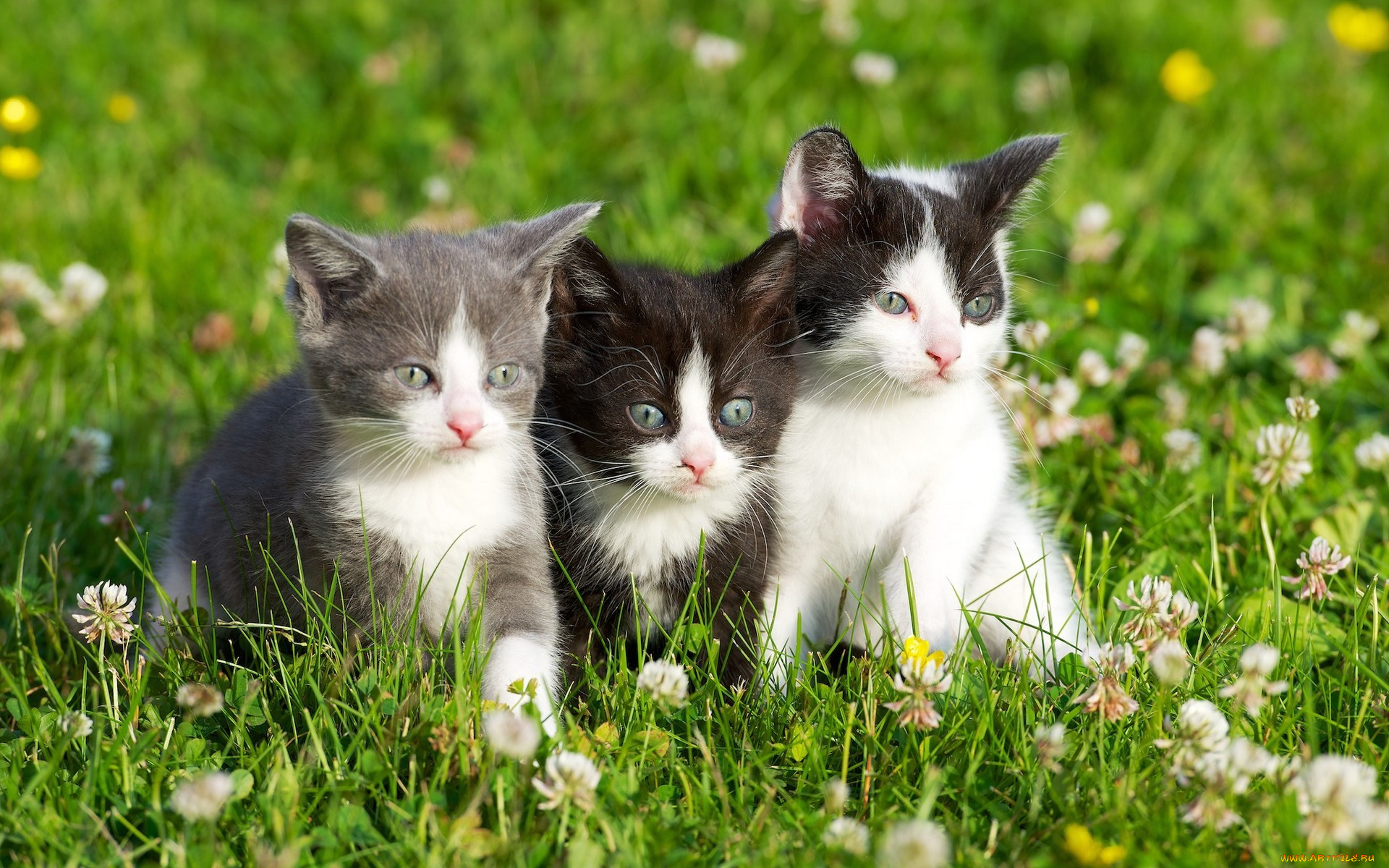 животные, коты, травка, котята, цветы, grass, kittens, flowers