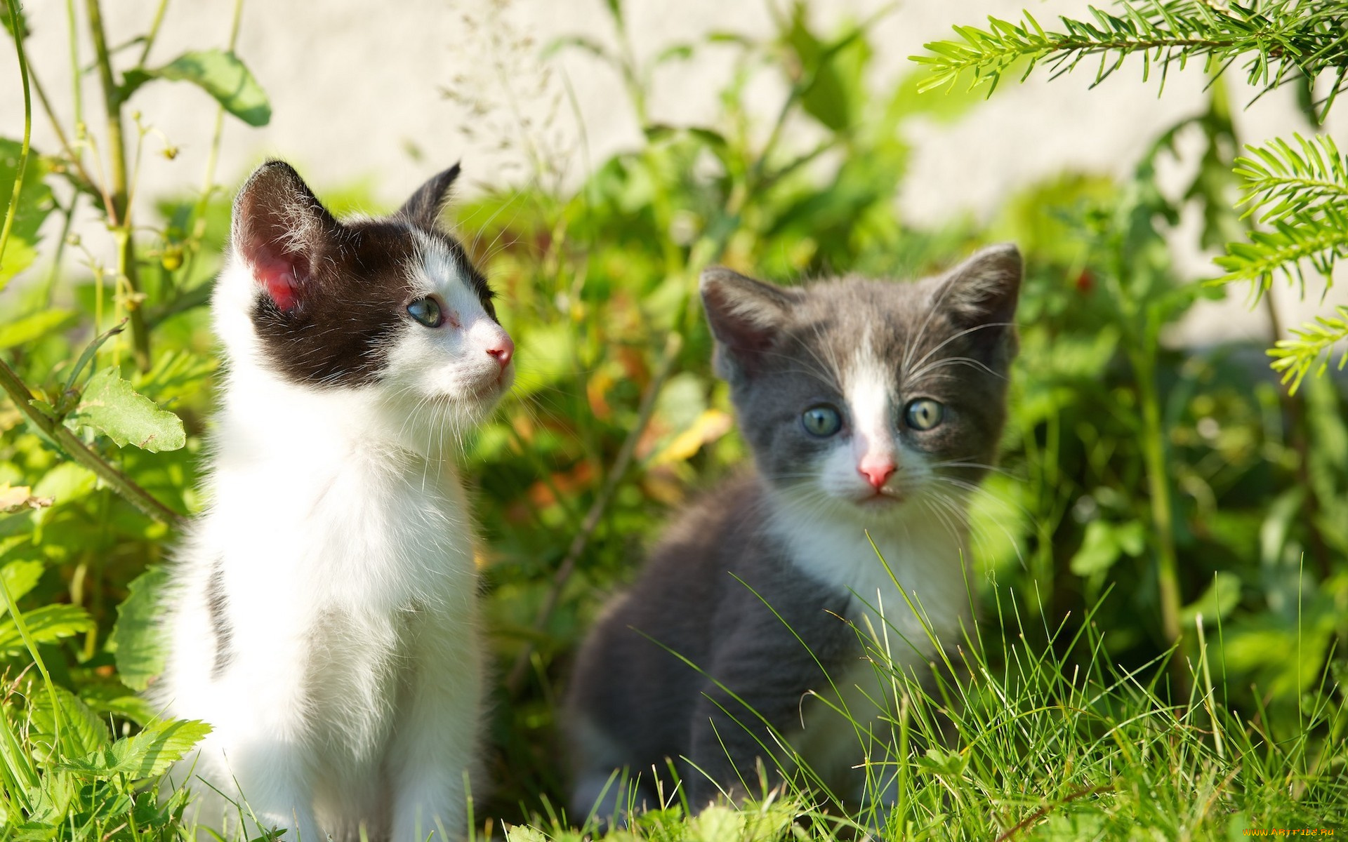 животные, коты, травка, веточки, котята, grass, twigs, kittens