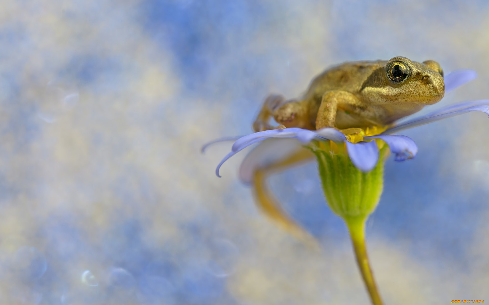 животные, лягушки, цветок, лягушка, фон, flower, frog, background