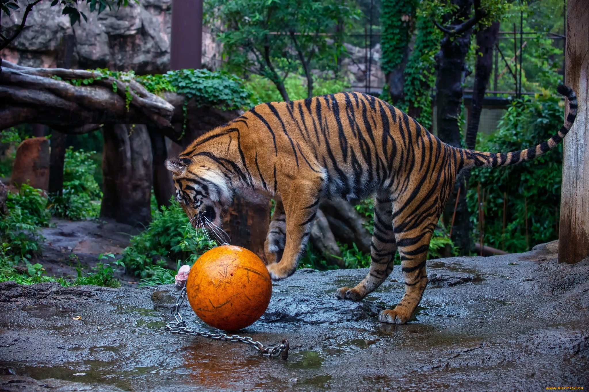 животные, тигры, мяч, игра, полоски, кошка, зоопарк