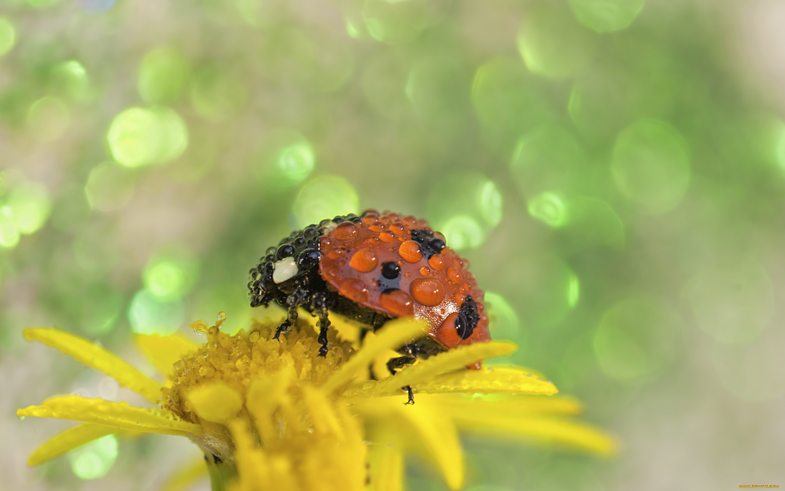 животные, божьи, коровки, цветок, божья, коровка, капельки, flower, ladybug, drops