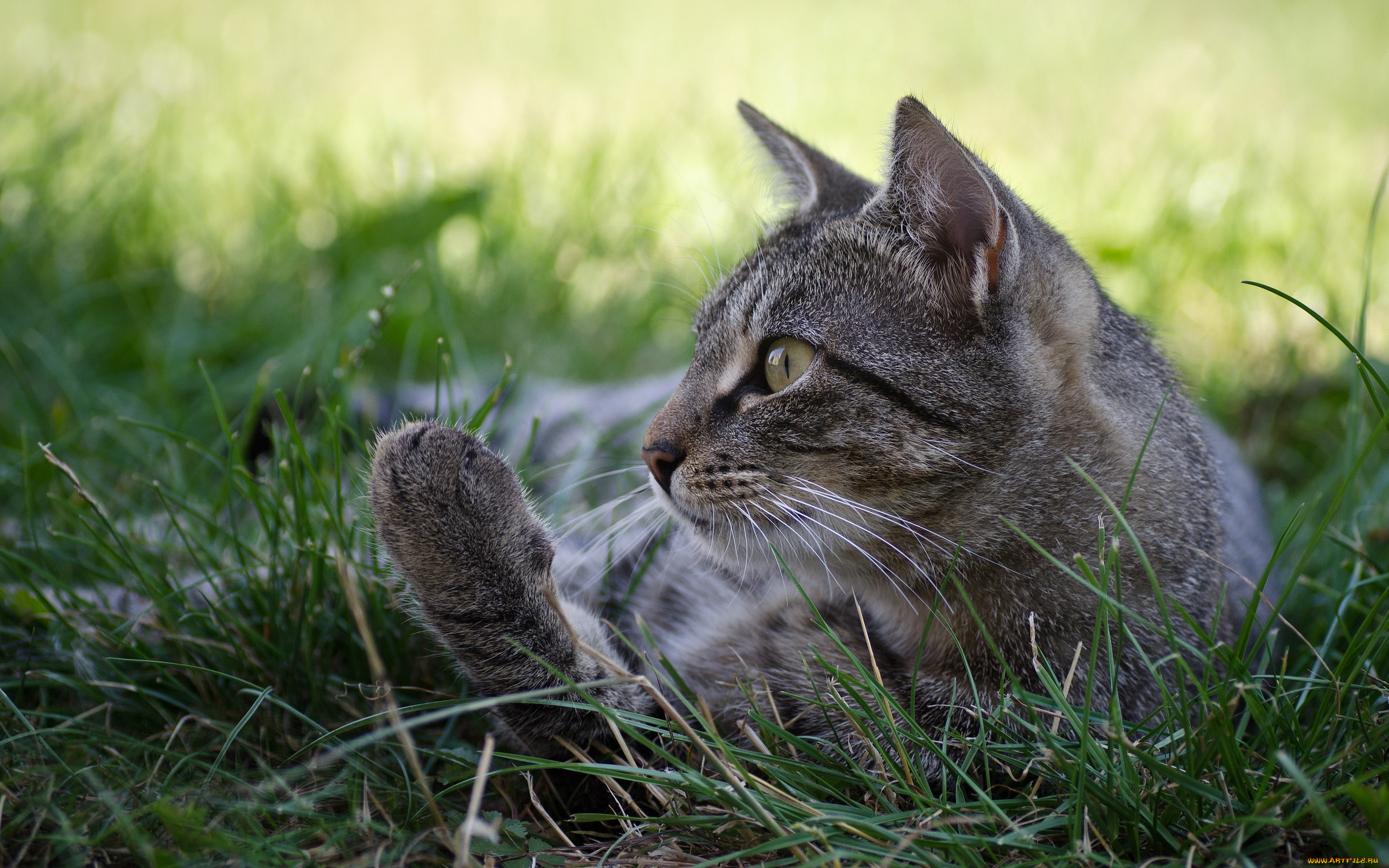 животные, коты, трава, кошка, кот, серый, профиль