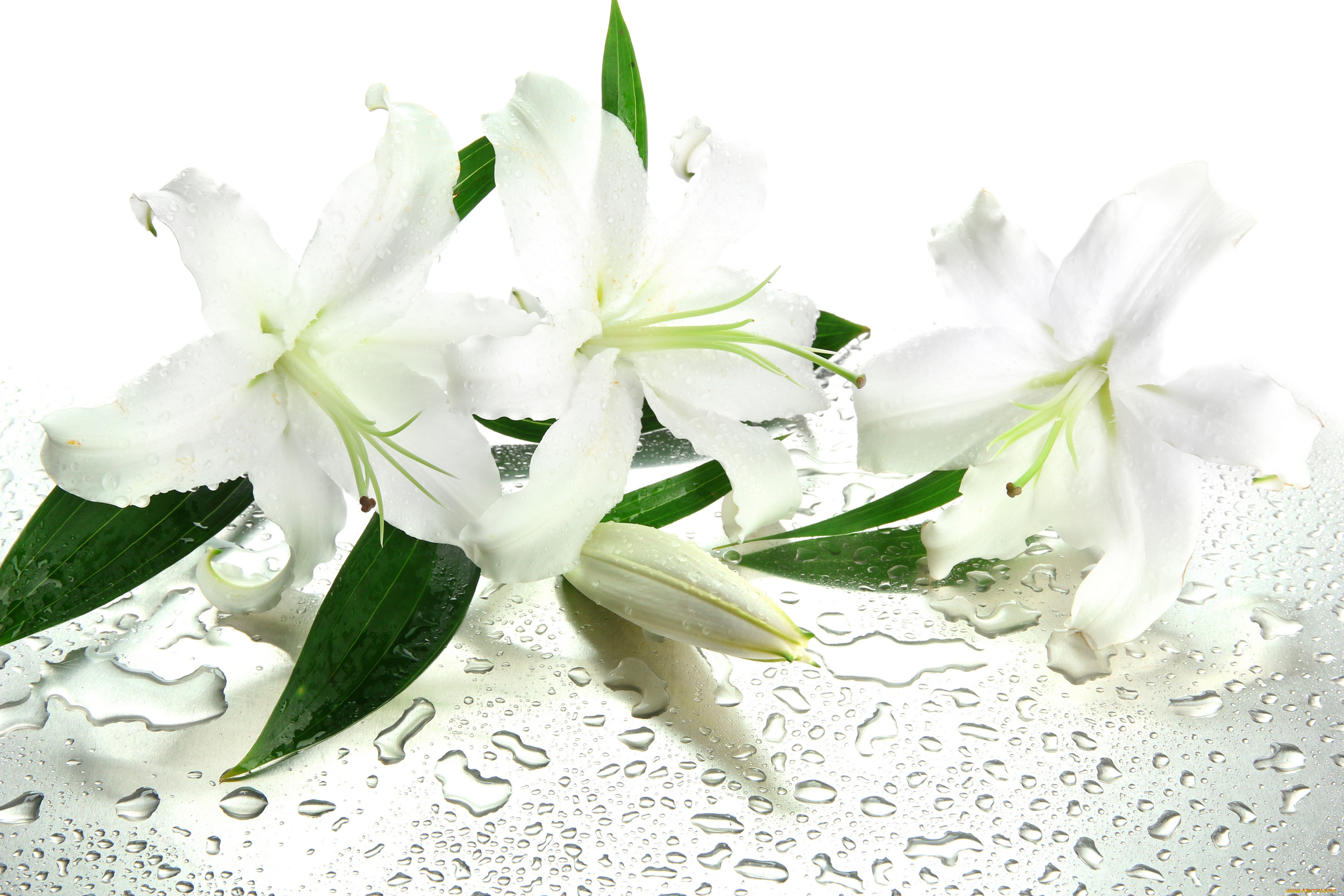 цветы, лилии, , лилейники, water, drops, leaves, flowers, вода, капельки, листики, белые, lilies