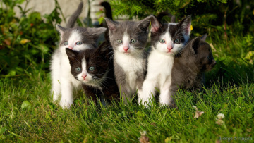 обоя животные, коты, травка, котята, grass, kittens