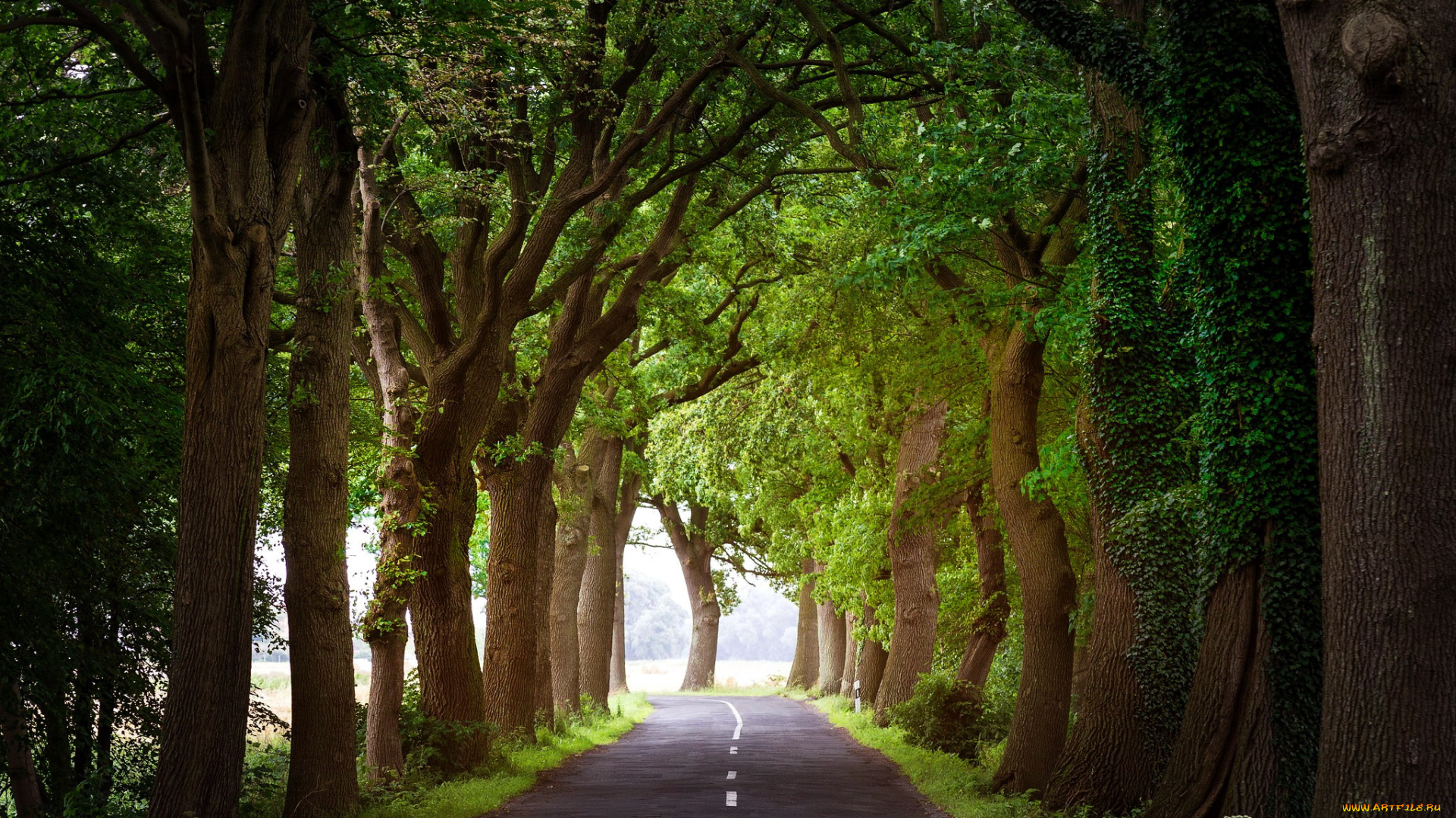 природа, дороги, аллея, шоссе, деревья