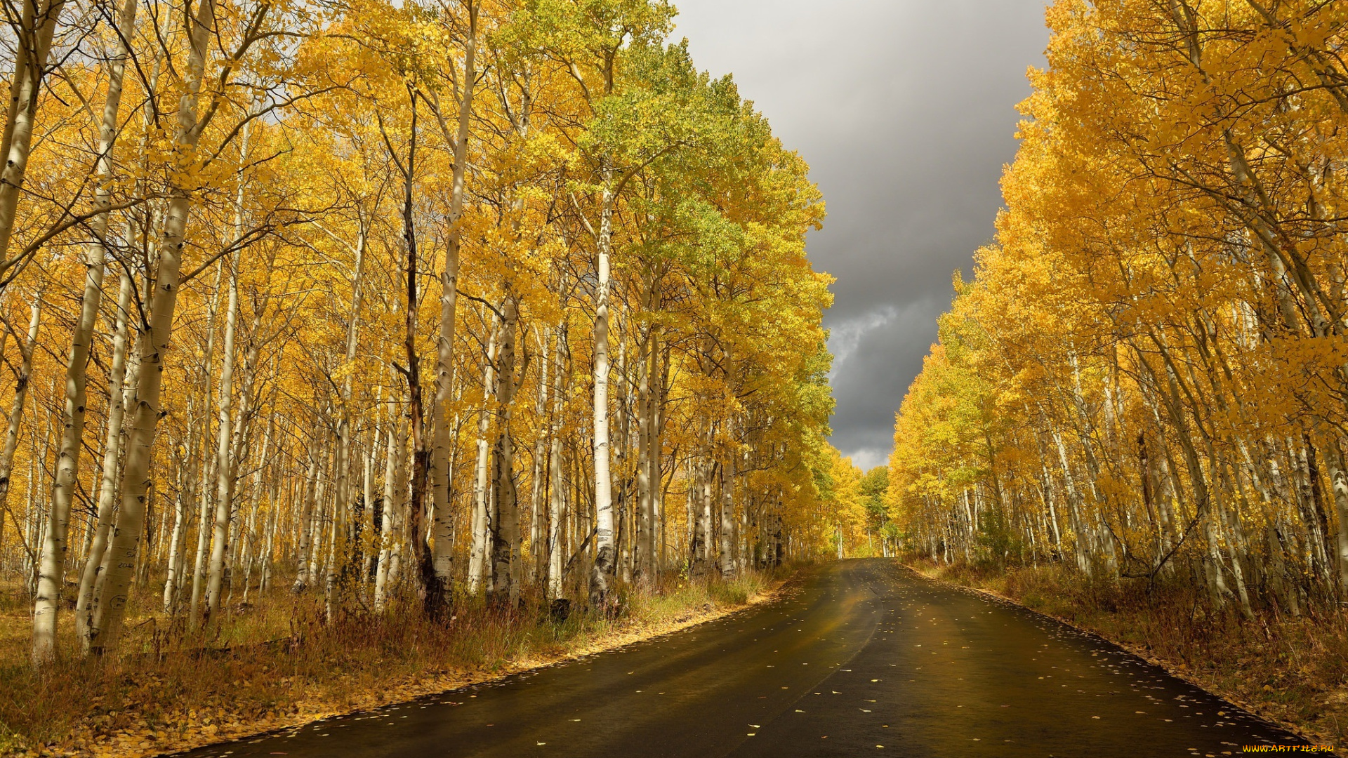 природа, дороги, осень, березы, дорога, шоссе, листопад