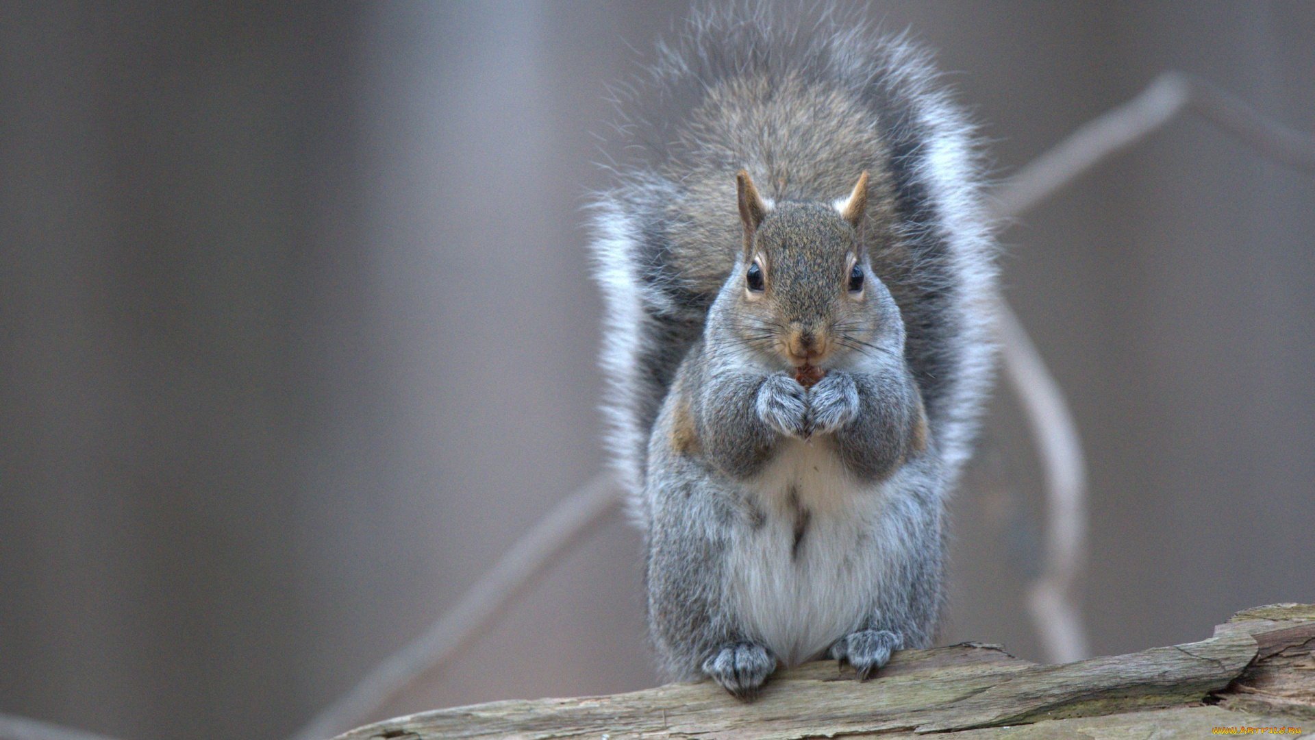 животные, белки, белка, грызун, squirrel